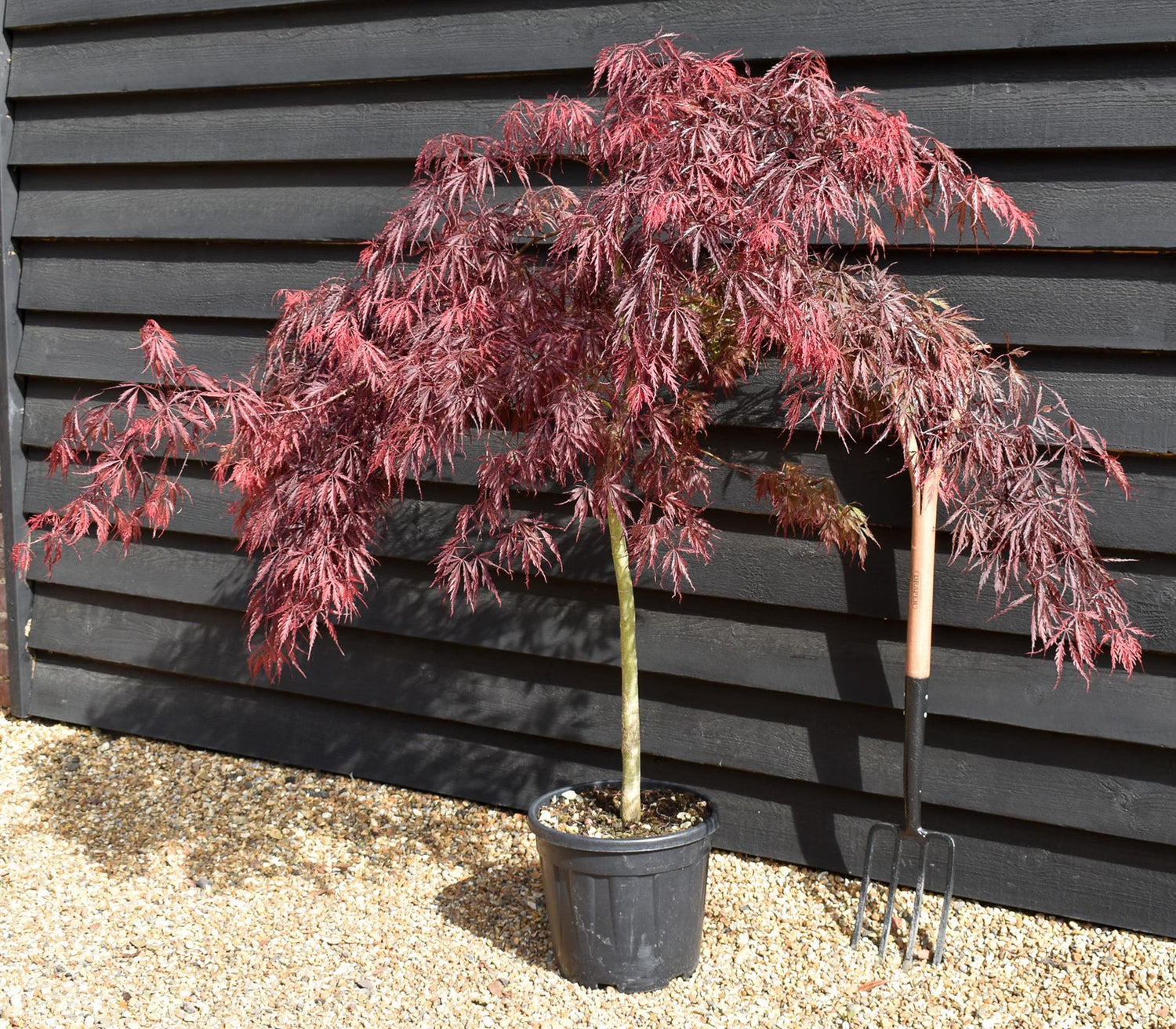 Acer palmatum 'Inaba-shidare' | Japanese maple - Bushy - Height 140-170cm - 15lt