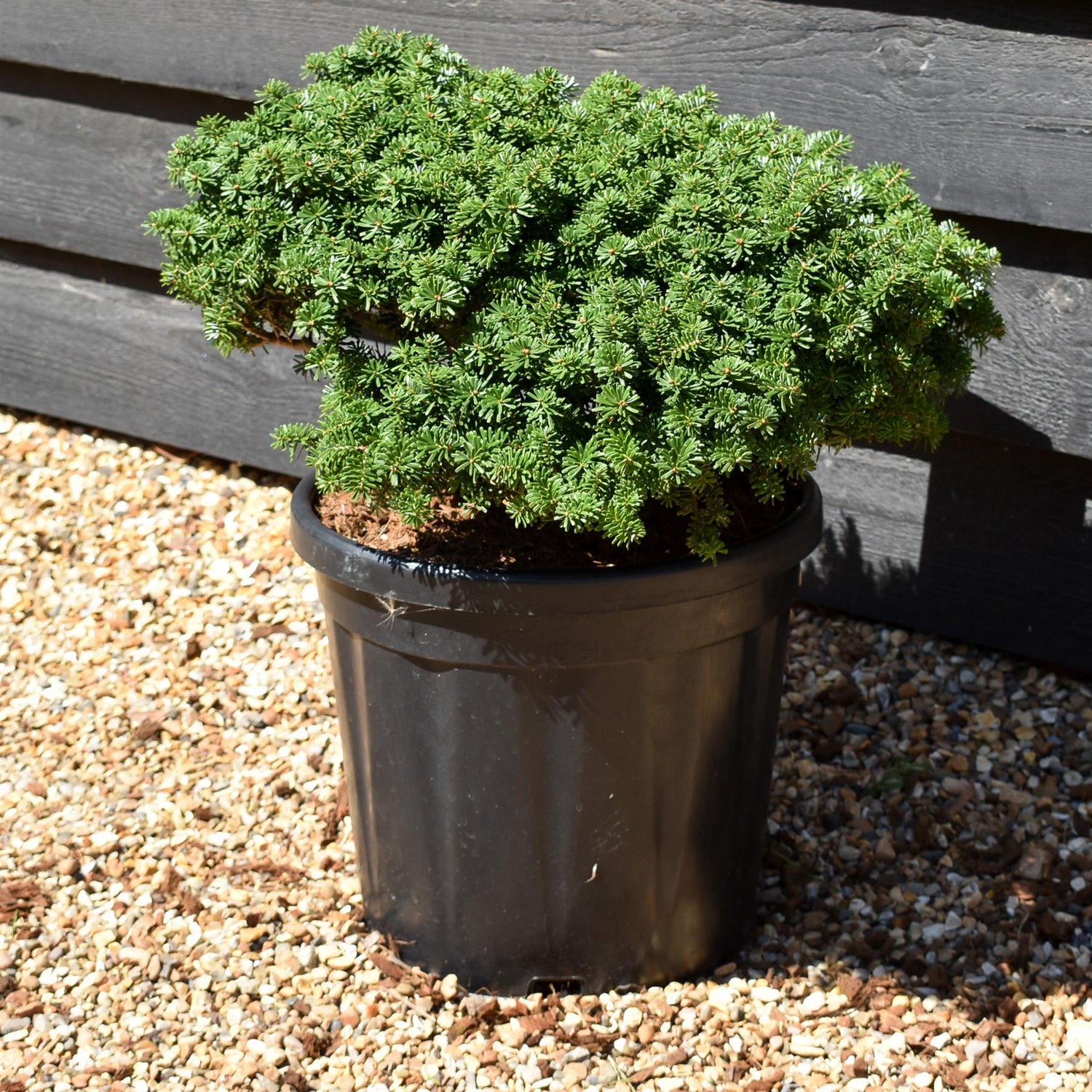 Abies koreana 'Brilliant' | Korean fir 'Brilliant' - Height 20-30cm - 18lt