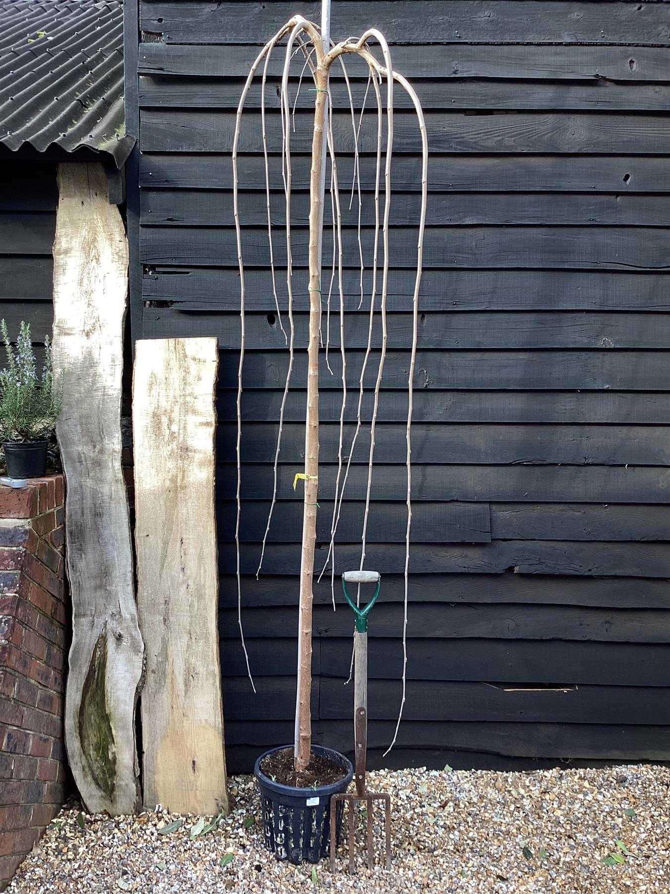 Morus alba 'Pendula' | Weeping White Mulberry - Girth 10cm - 230-250cm - 18lt