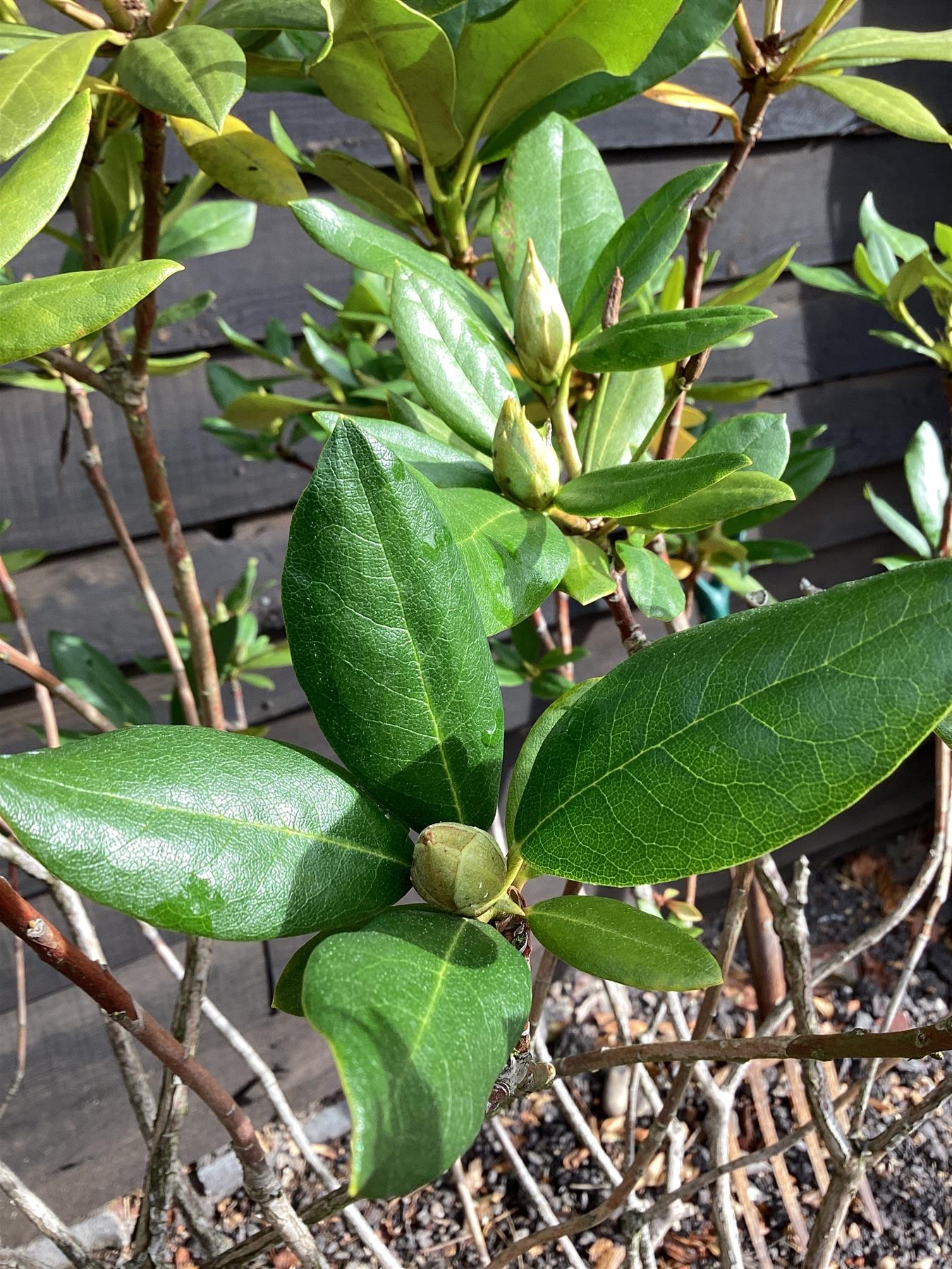 Rhododendron 'Cunningham's White' - 90-110cm, 50lt
