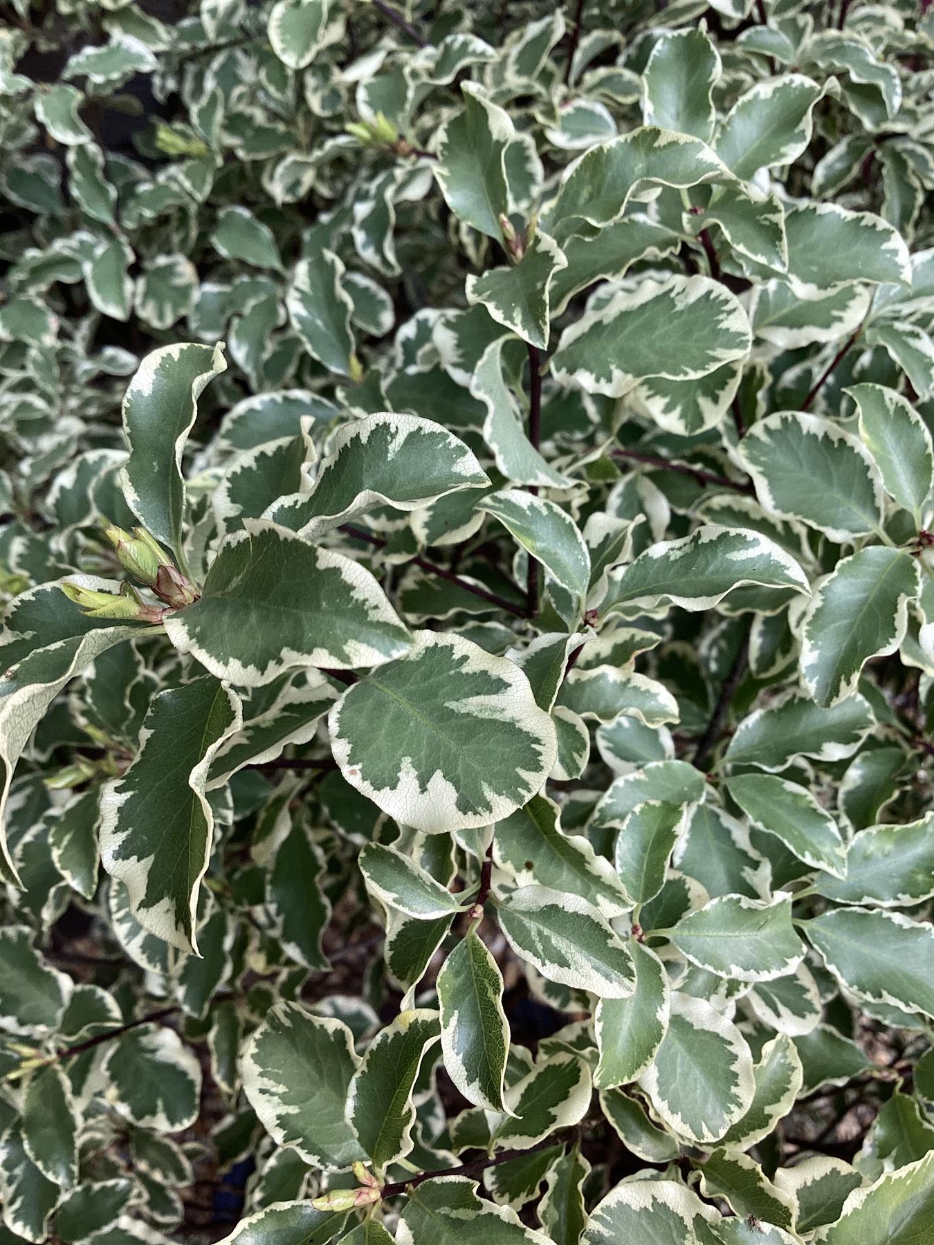 Pittosporum 'Silver Queen' - 90-115cm - 20lt