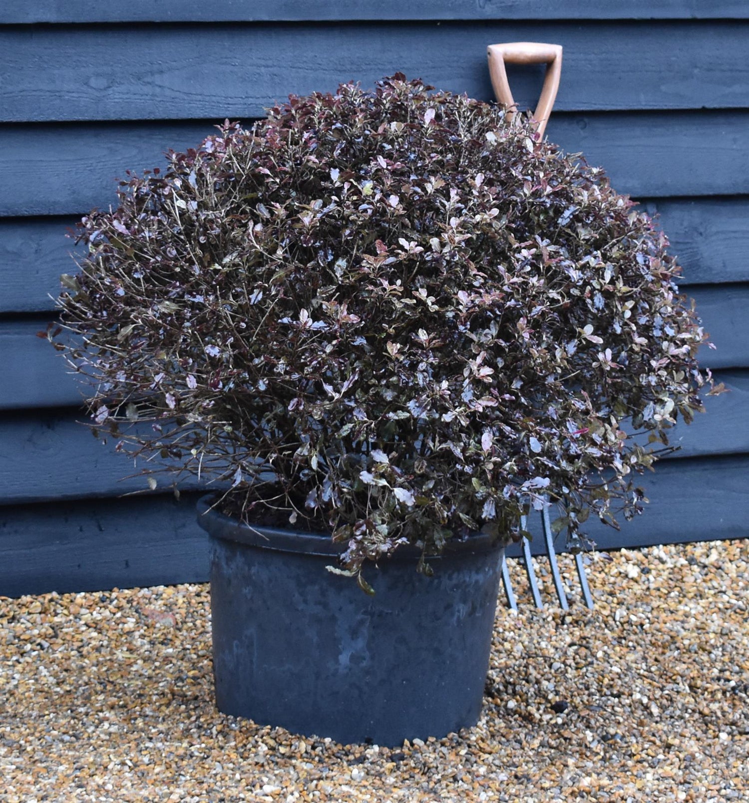 Pittosporum Tom Thumb - Height 60-80cm - Width 80-100cm - 40lt