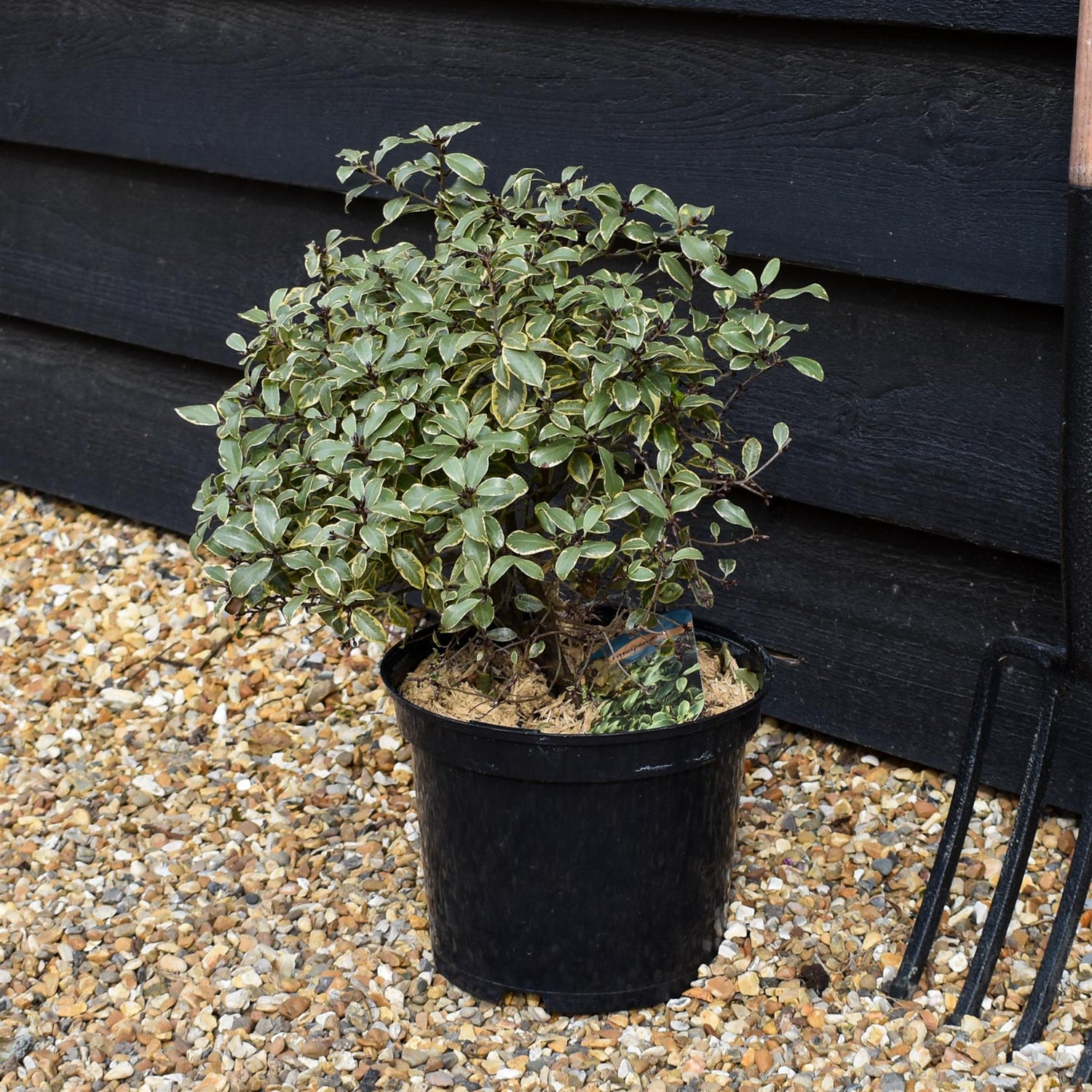 Pittosporum tenuifolium 'Glo Ball' - Height 30-40cm - 5lt