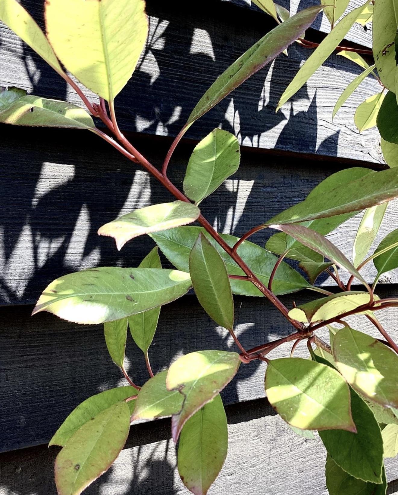 Photinia x fraseri Red Robin - 3/4 Standard - 180 - 200cm - 20lt
