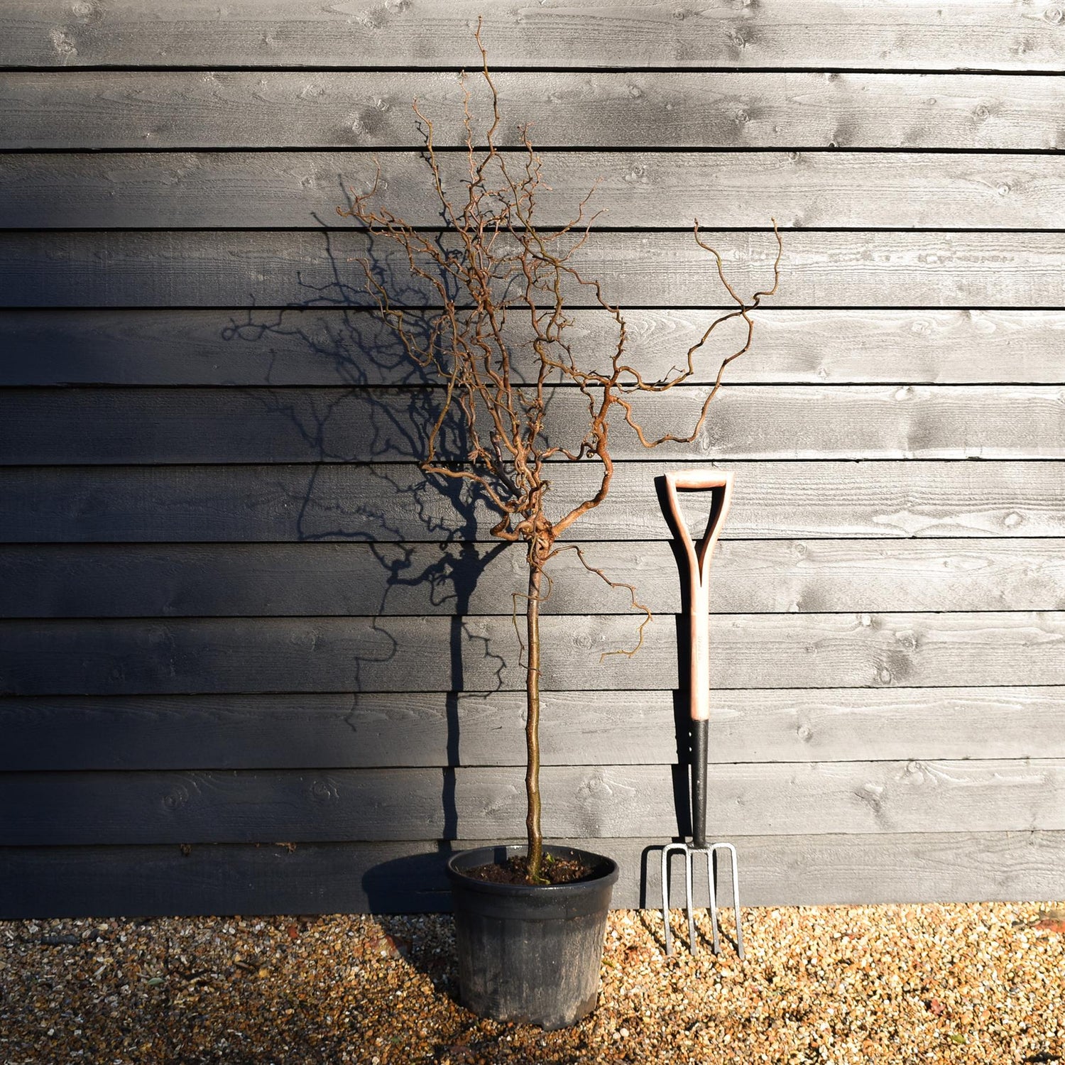 Corylus avellana 'Twister' | Corkscrew Hazel - Quarter Standard - Clear Stem - Height 150-160cm - 18lt