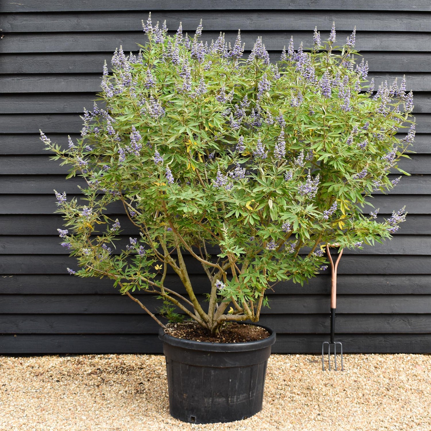 Vitex agnus-castus | Chaste tree - Height 180-200cm - 150lt