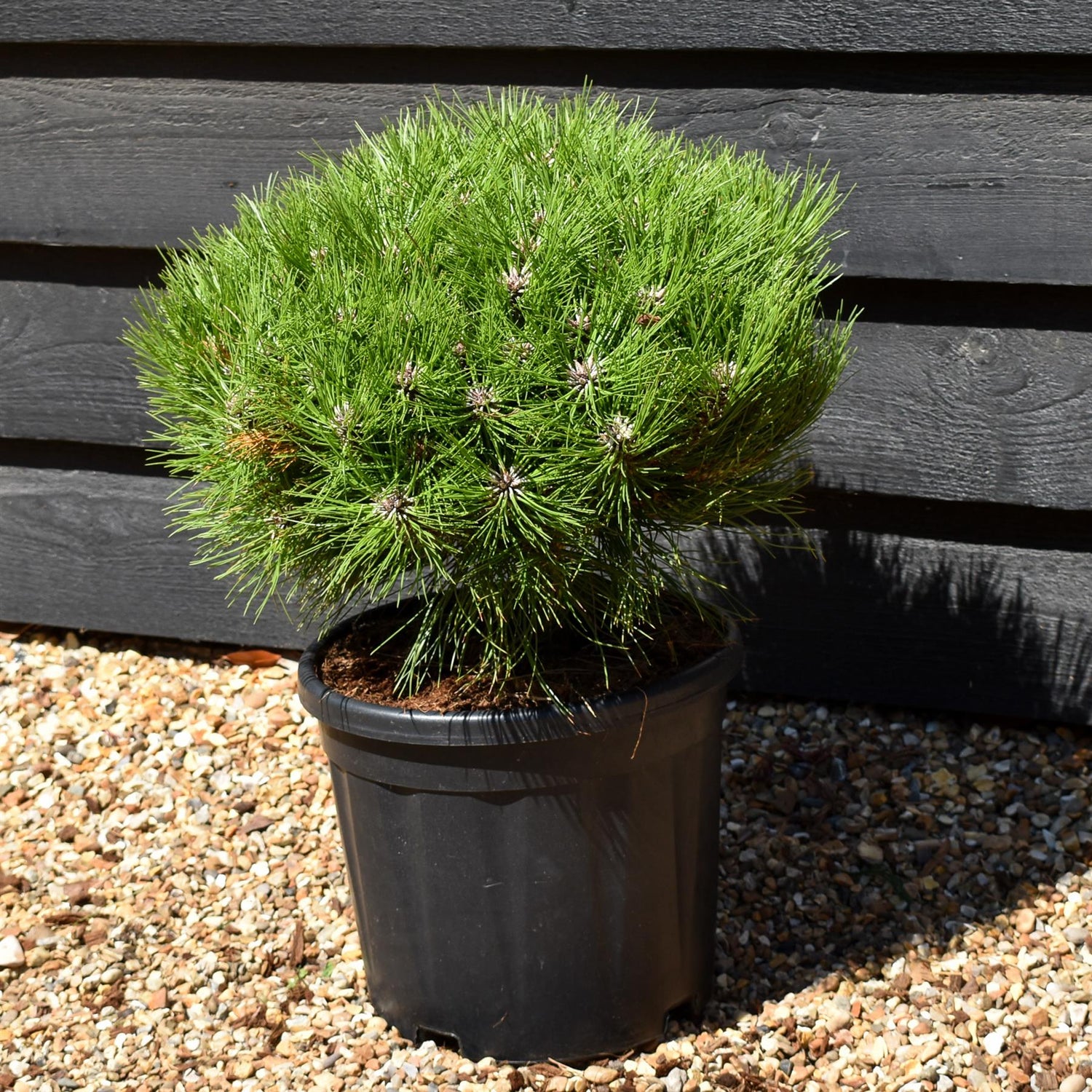 Pinus nigra 'Marie Bregeon' - Height 35-45cm - Width 35-45cm - 11lt