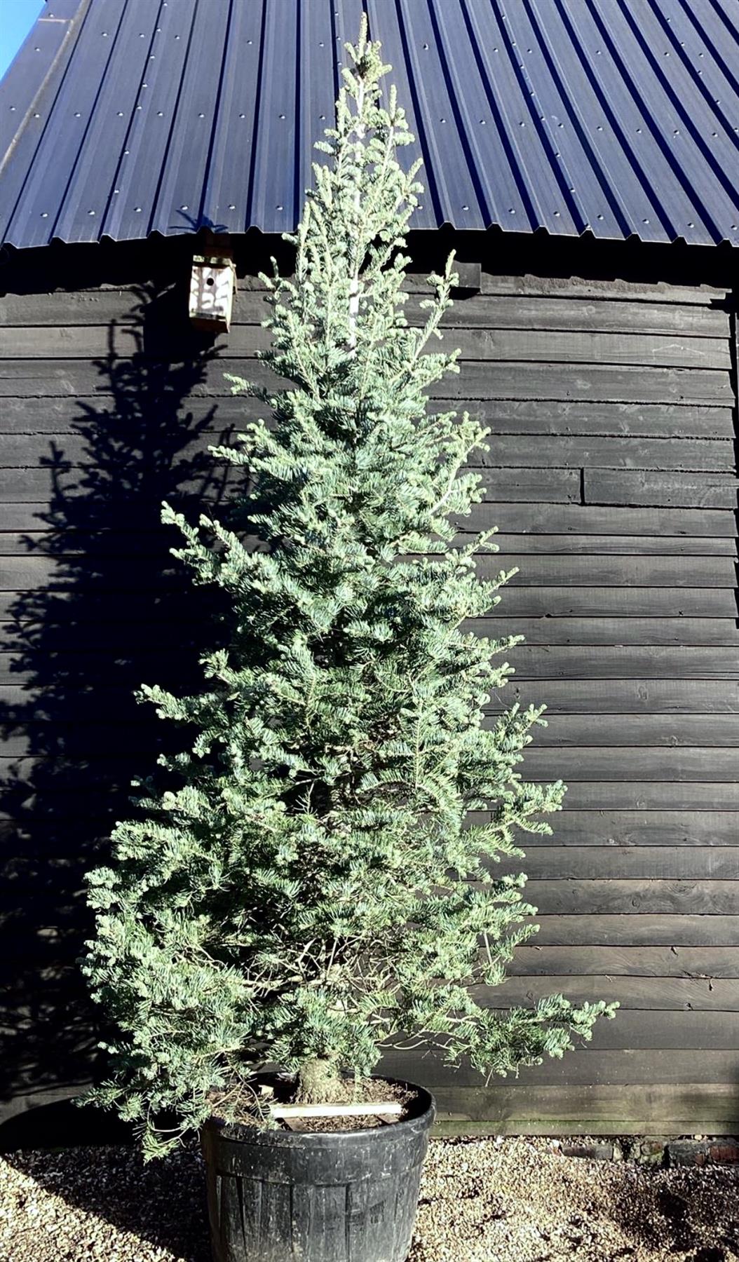 Abies Concolor | White fir - Height 500cm, 230lt