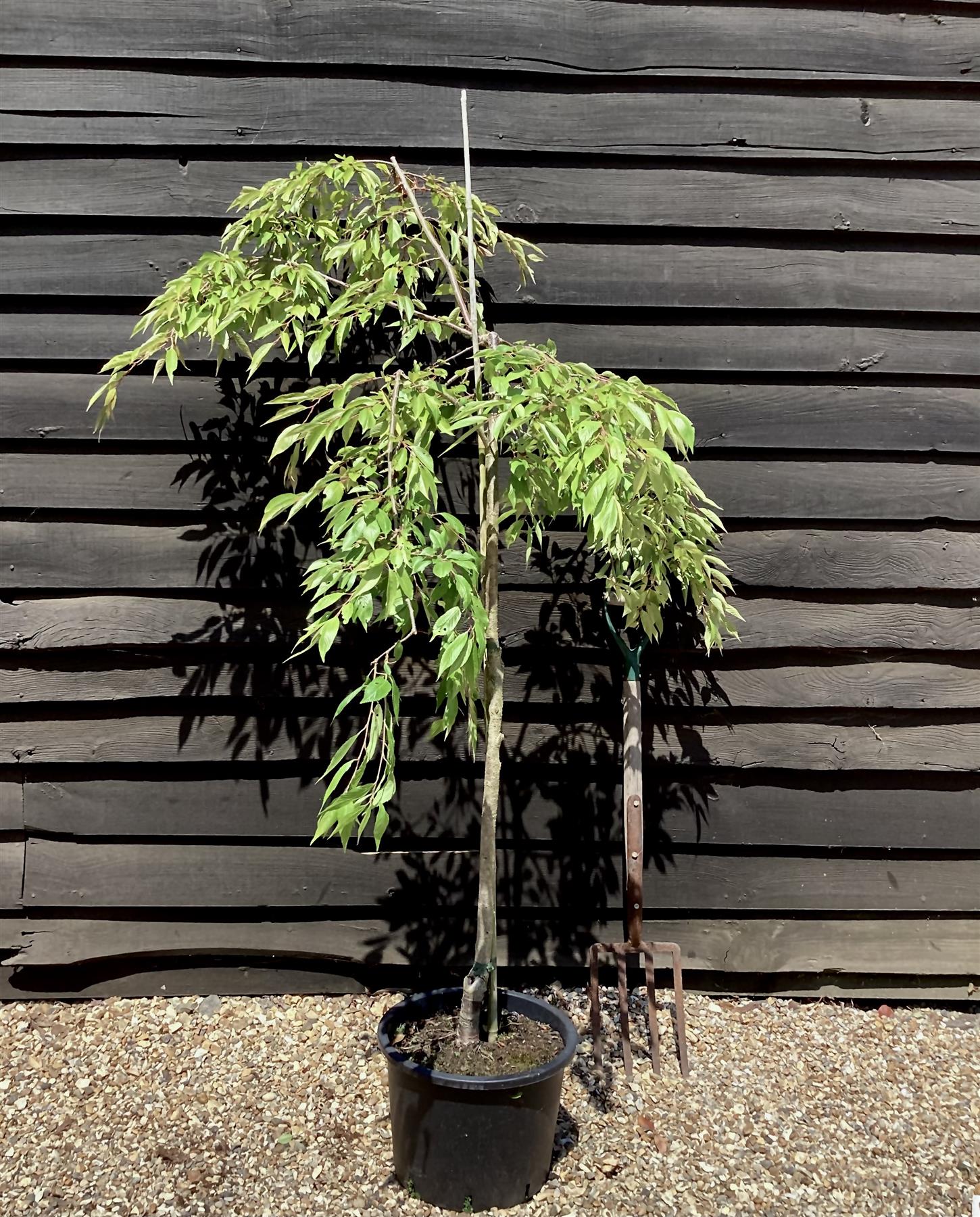 Prunus Marie Mallet | Weeping Marie Mallet - 110-130cm, 20lt