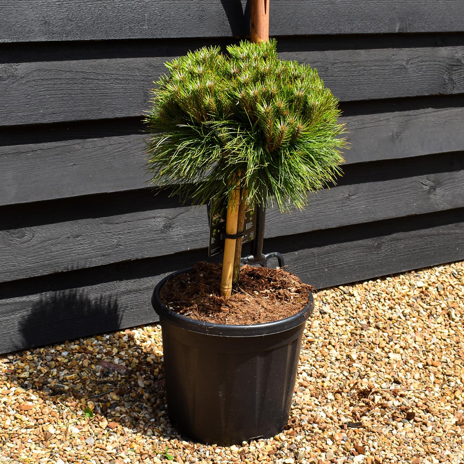 Pinus nigra 'Marie Bregeon' - Clear Stem 20cm - Girth 6-8cm - Height 40-50cm - Width 30- 40cm - 15lt