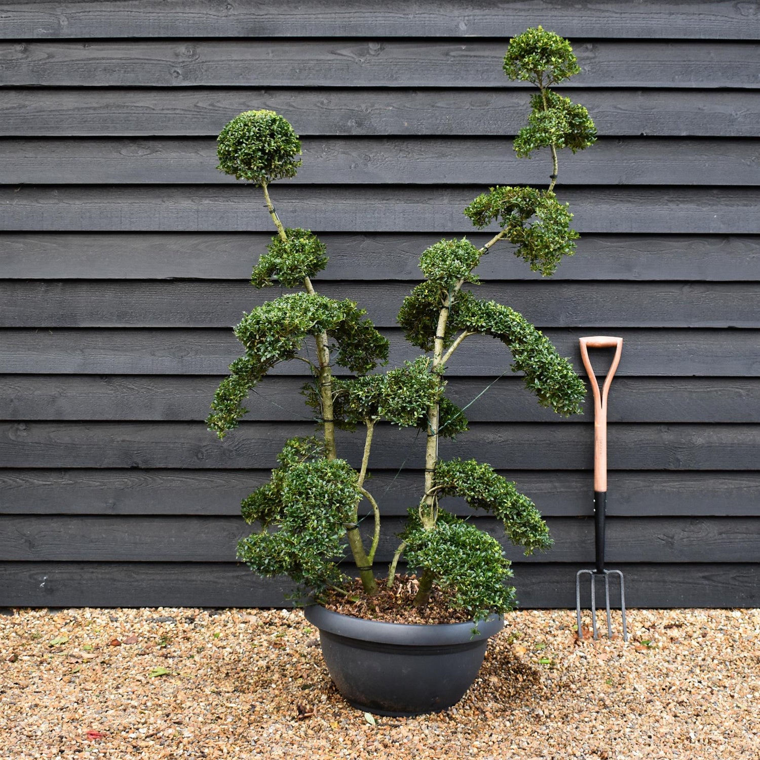 Ilex crenata 'Kinme' | Japanese Holly 'Kinme' - Bowl - 45lt