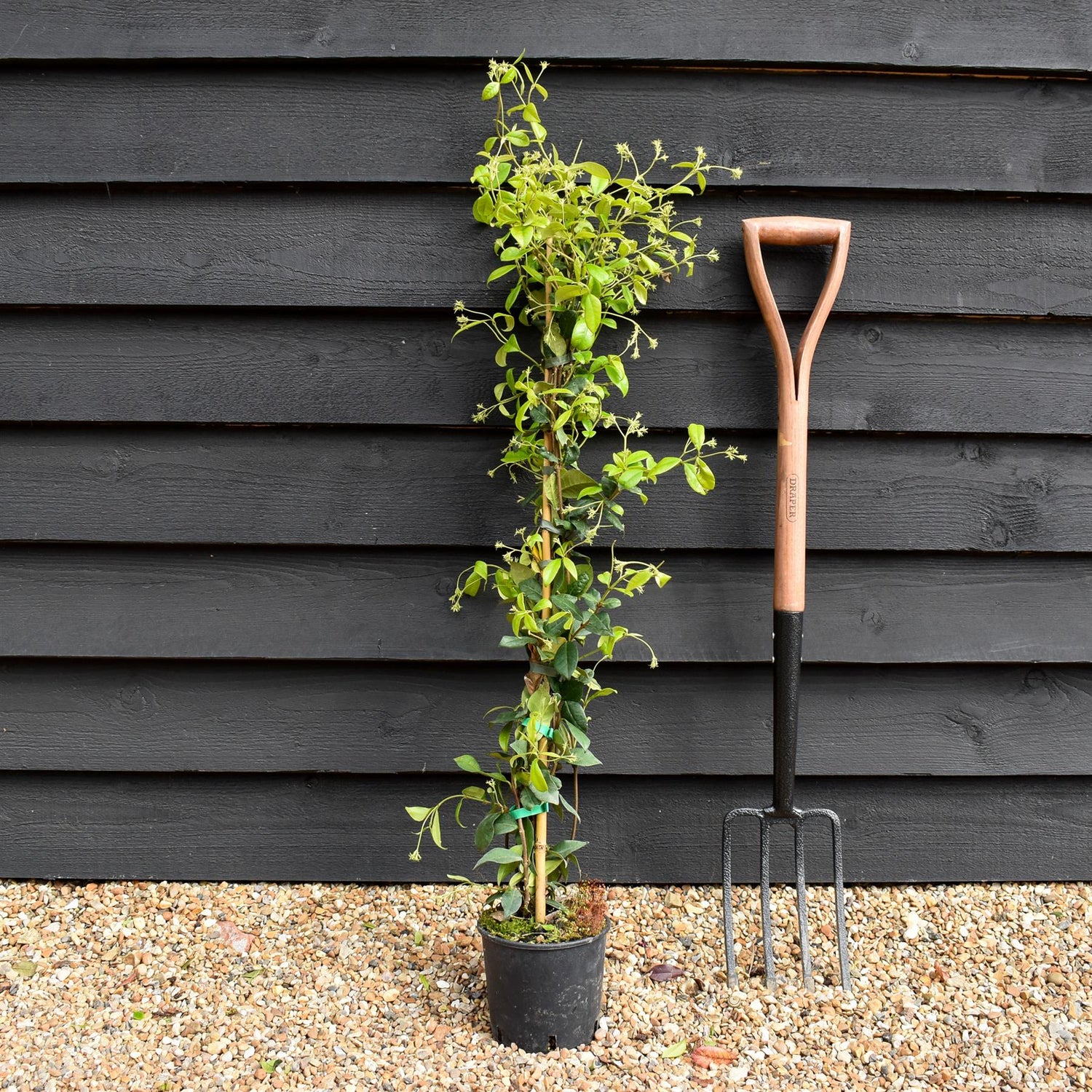 Star Jasmine | Trachelospermum jasminoides - Height 90cm - 2lt