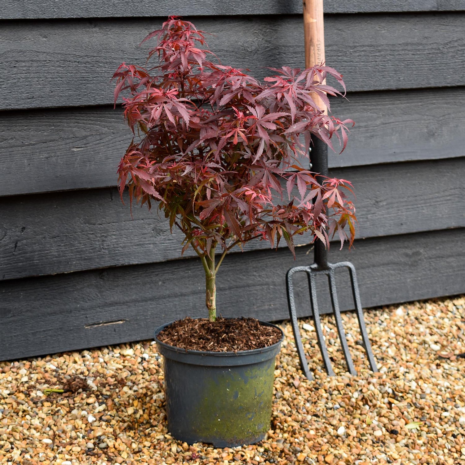 Japanese maple 'Shaina' | Acer palmatum -Tree - Height 50-60cm - 5lt