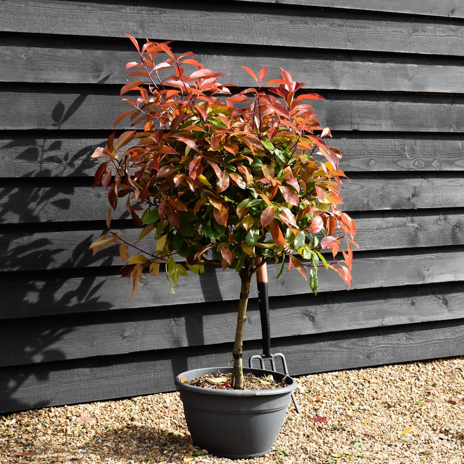 Photinia x fraseri Red Robin - Bowl - Stem 40cm - Height 130-150cm - 25lt