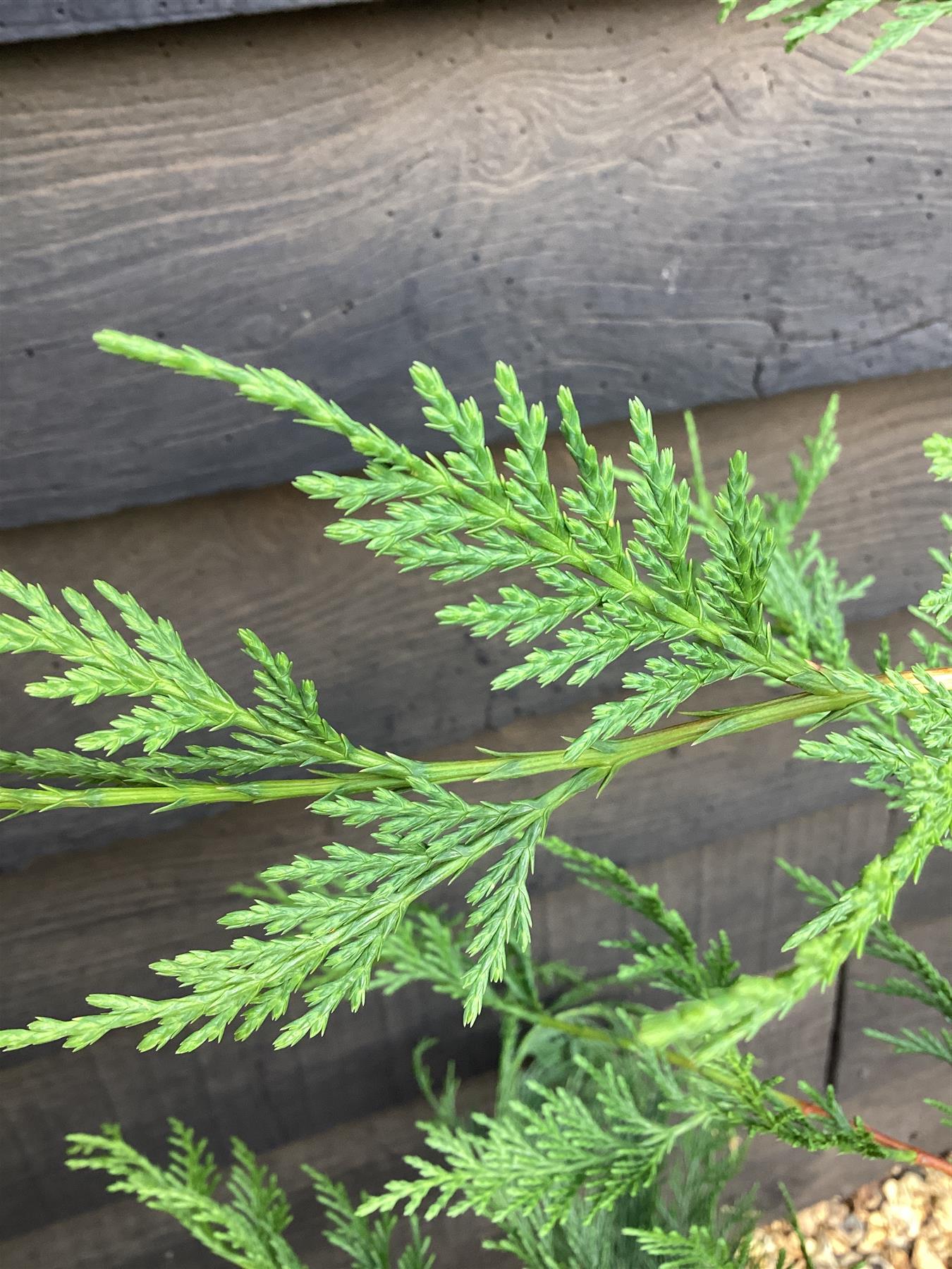 Cuprocyparis leylandii - 100-110cm, 5lt