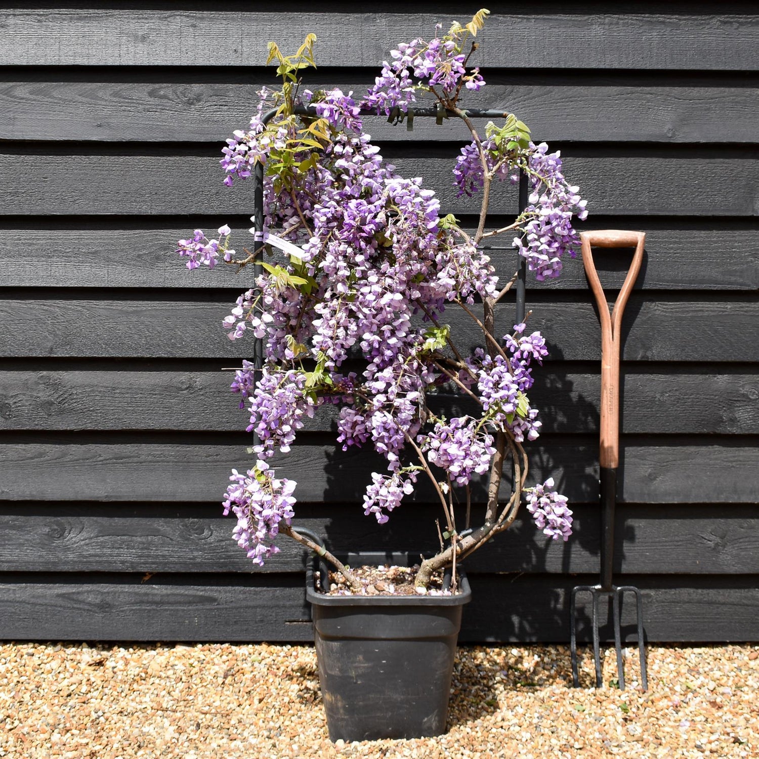 Wisteria brachybotrys 'Iko yama Fuji' - Frame (H) 90 - (W) 50 cm - Height 90cm - 18lt