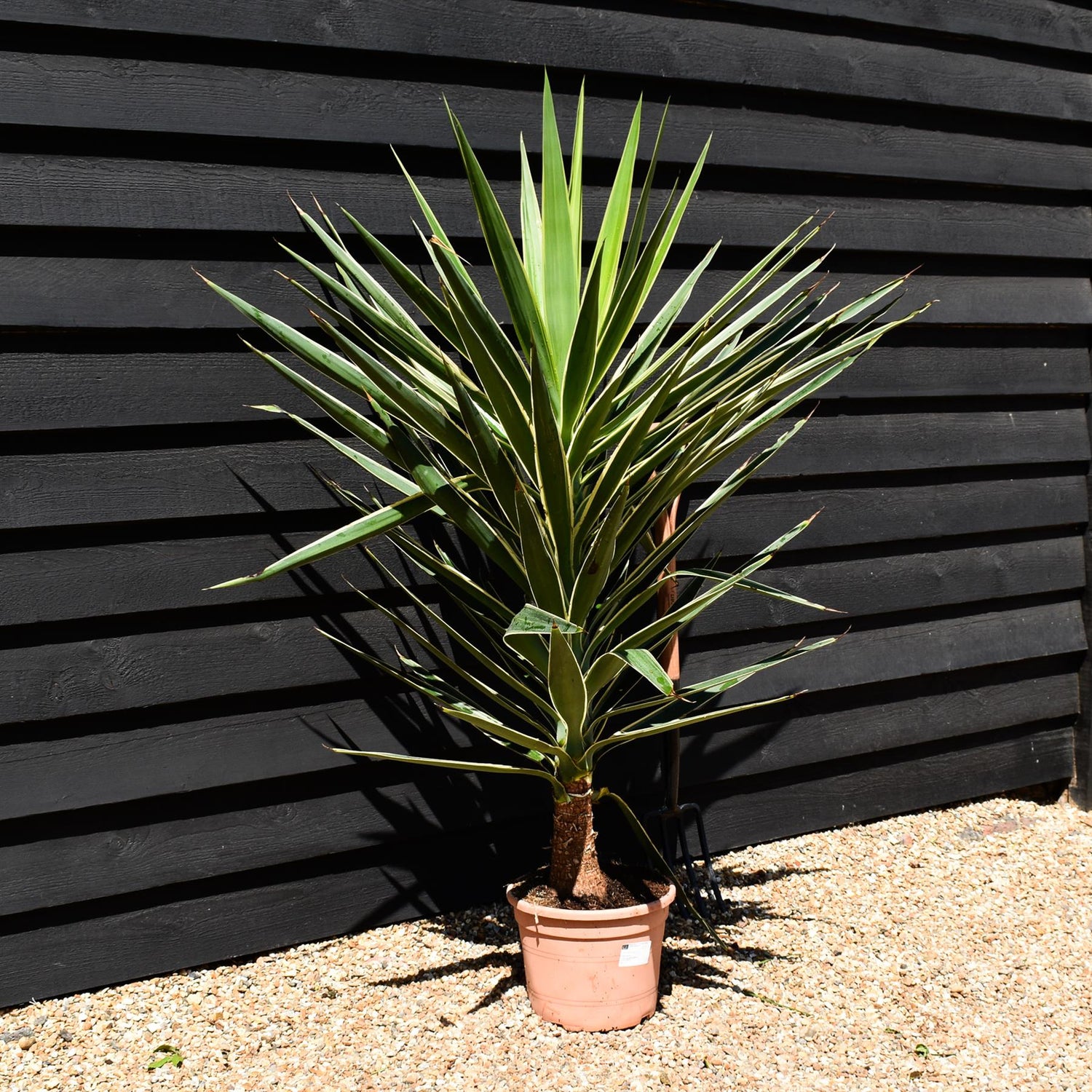 Yucca 'Puck' - Height 110-130cm - 10lt