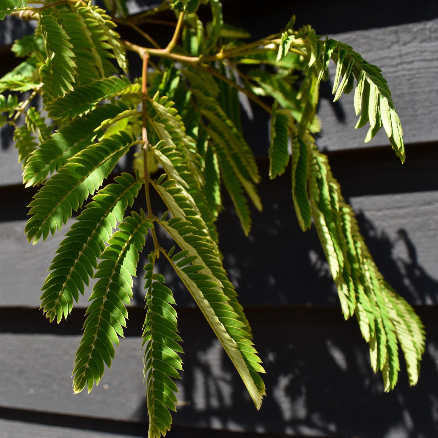 Albizia julibrissin 'Ombrella' | Silk Tree - Clear Stem - Height 300-420cm - Girth 6-10cm - 20lt
