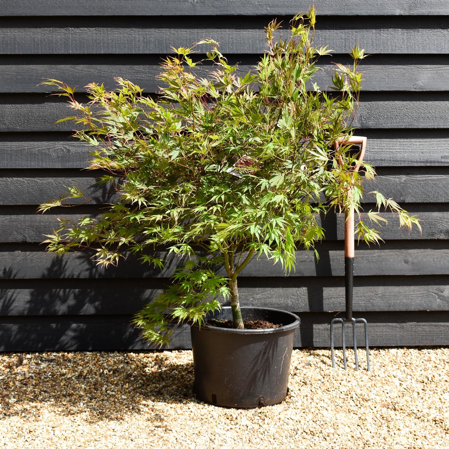 Japanese maple 'Chitose-Yama'| Acer palmatum -  Bushy - Height 100-120cm- 35lt
