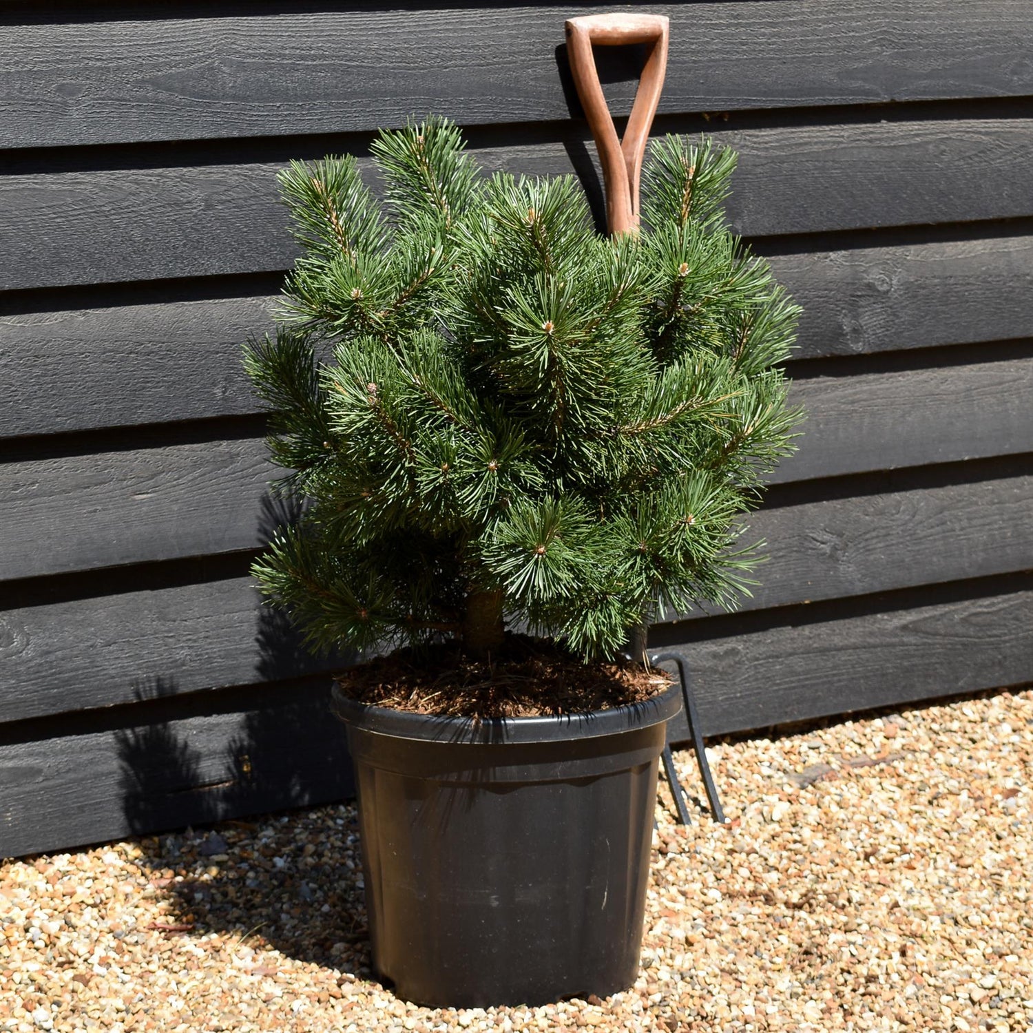 Pinus Uncinata La Cabana - Height 50-60cm - Width 25cm-35cm - 20lt