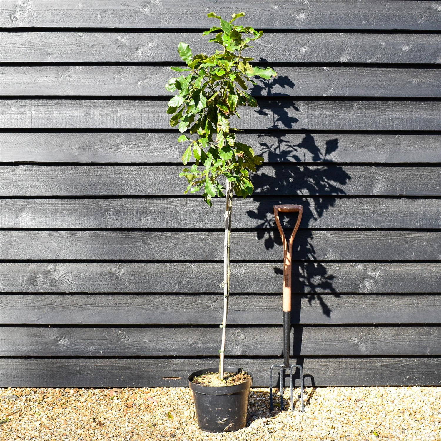 Swamp White Oak | Quercus bicolor - Height 140-160cm - Pot Grown - 10lt