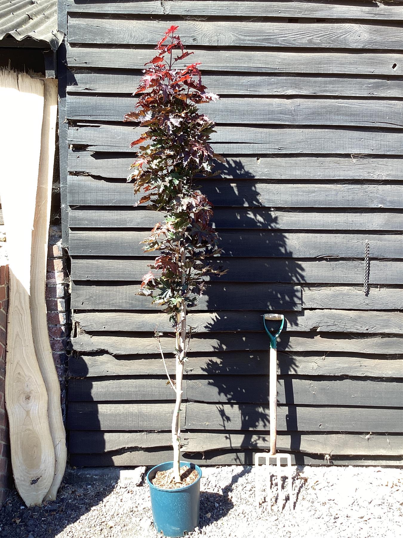 Acer Platanoides 'Crimson Sentry' | Purple Norway Maple - 120-150cm, 10lt