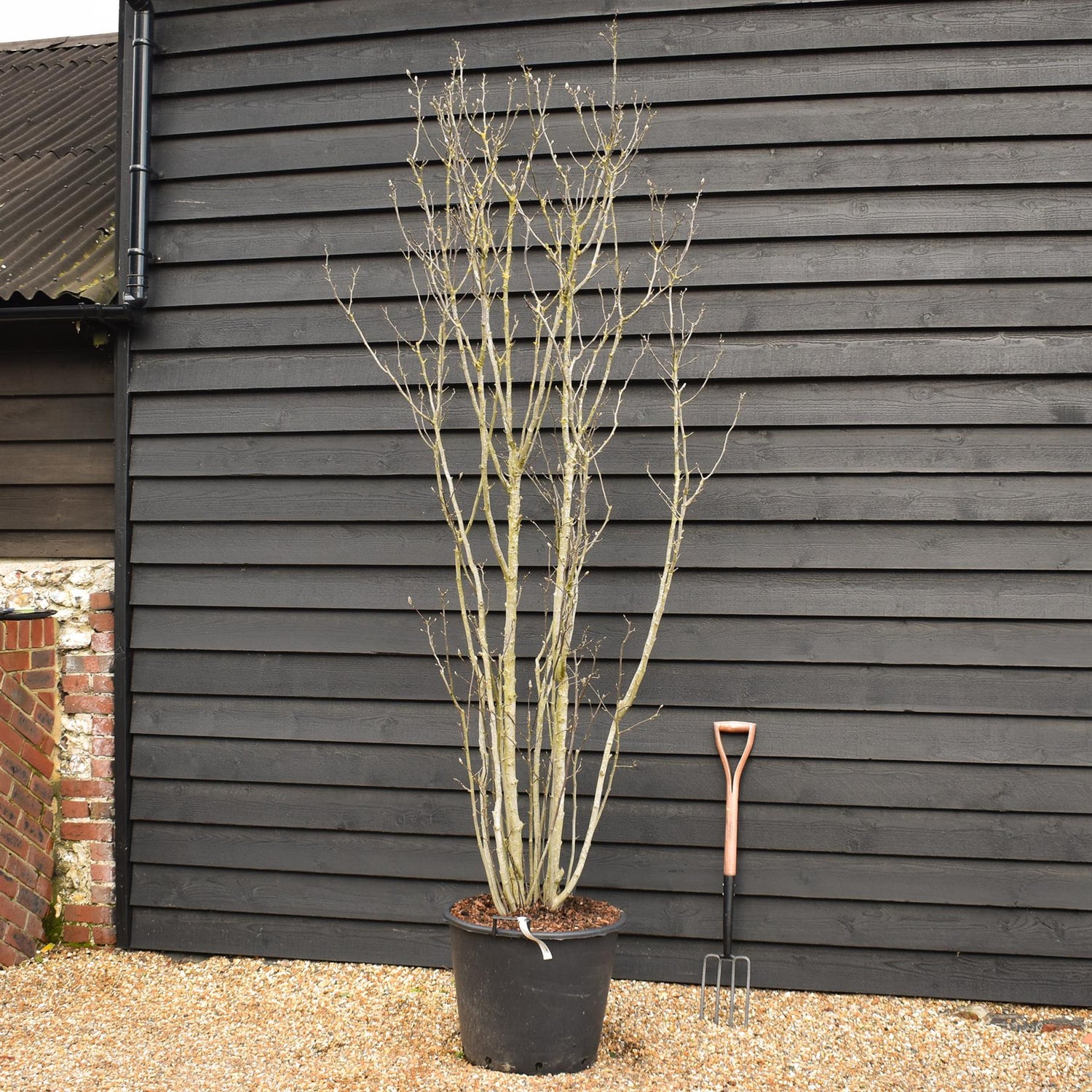 Magnolia Susan - Large Bushy - Multistem - Height 200-240cm - 70lt