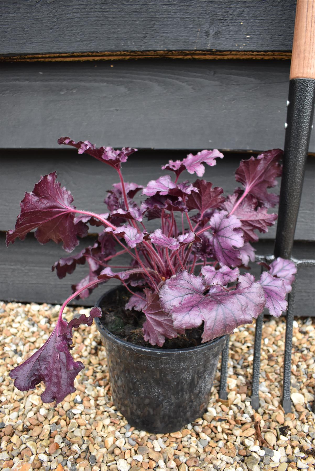 Heuchera Forever | Forever Purple - 20-30cm, 3lt
