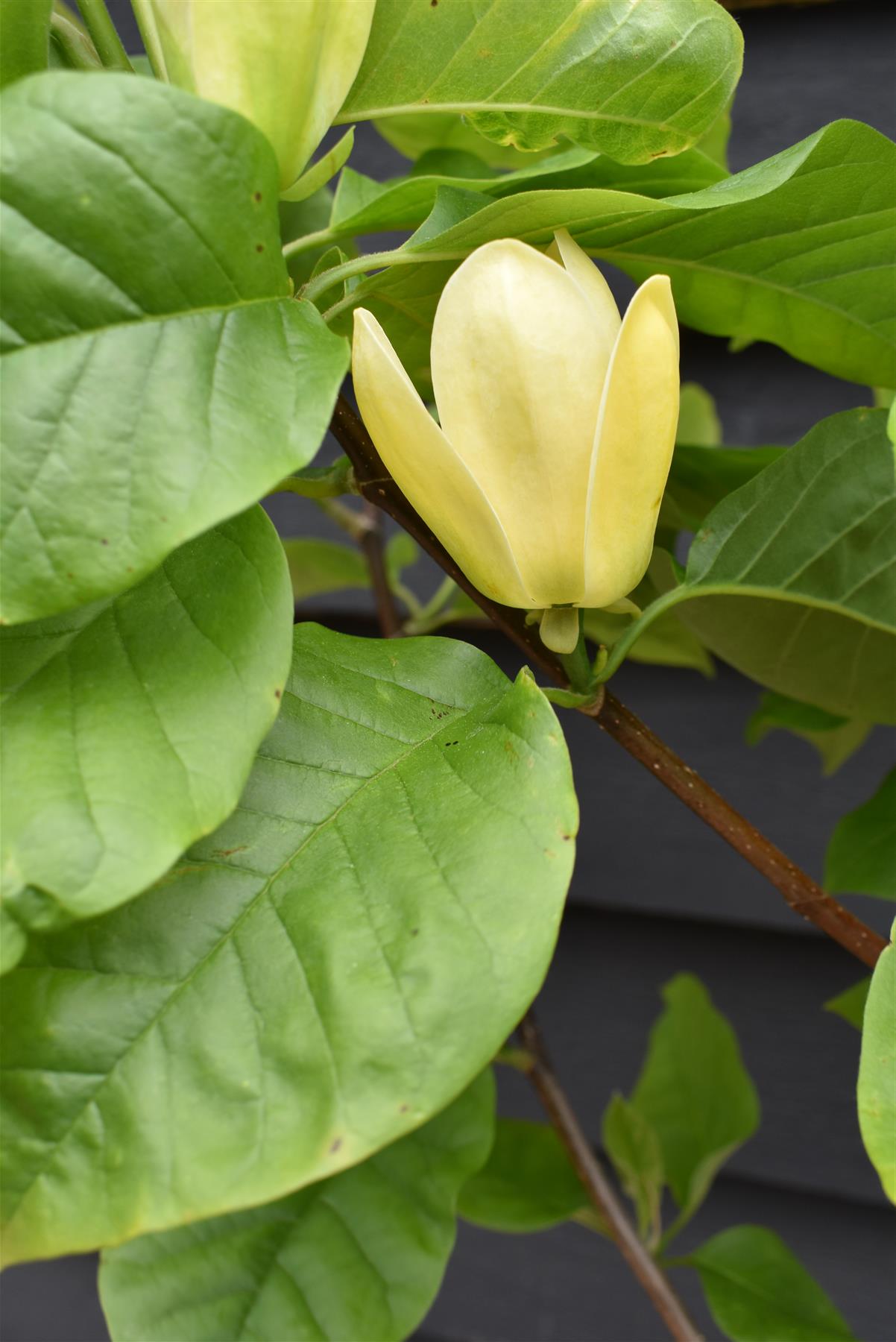 Magnolia Yellow Bird - 140-180cm, 10lt