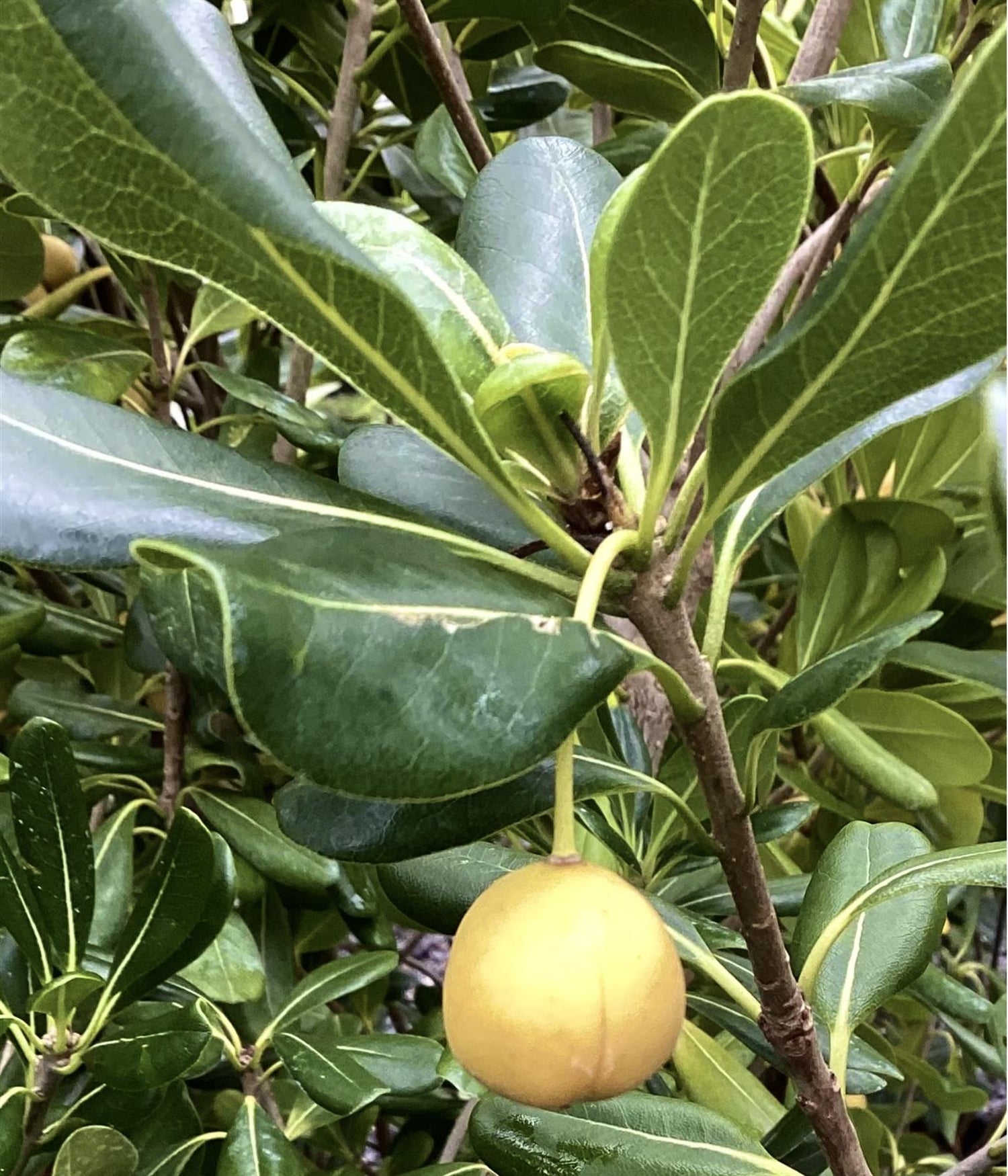 Pittosporum tobaria | Austrian laurel - 90-100cm, 30lt