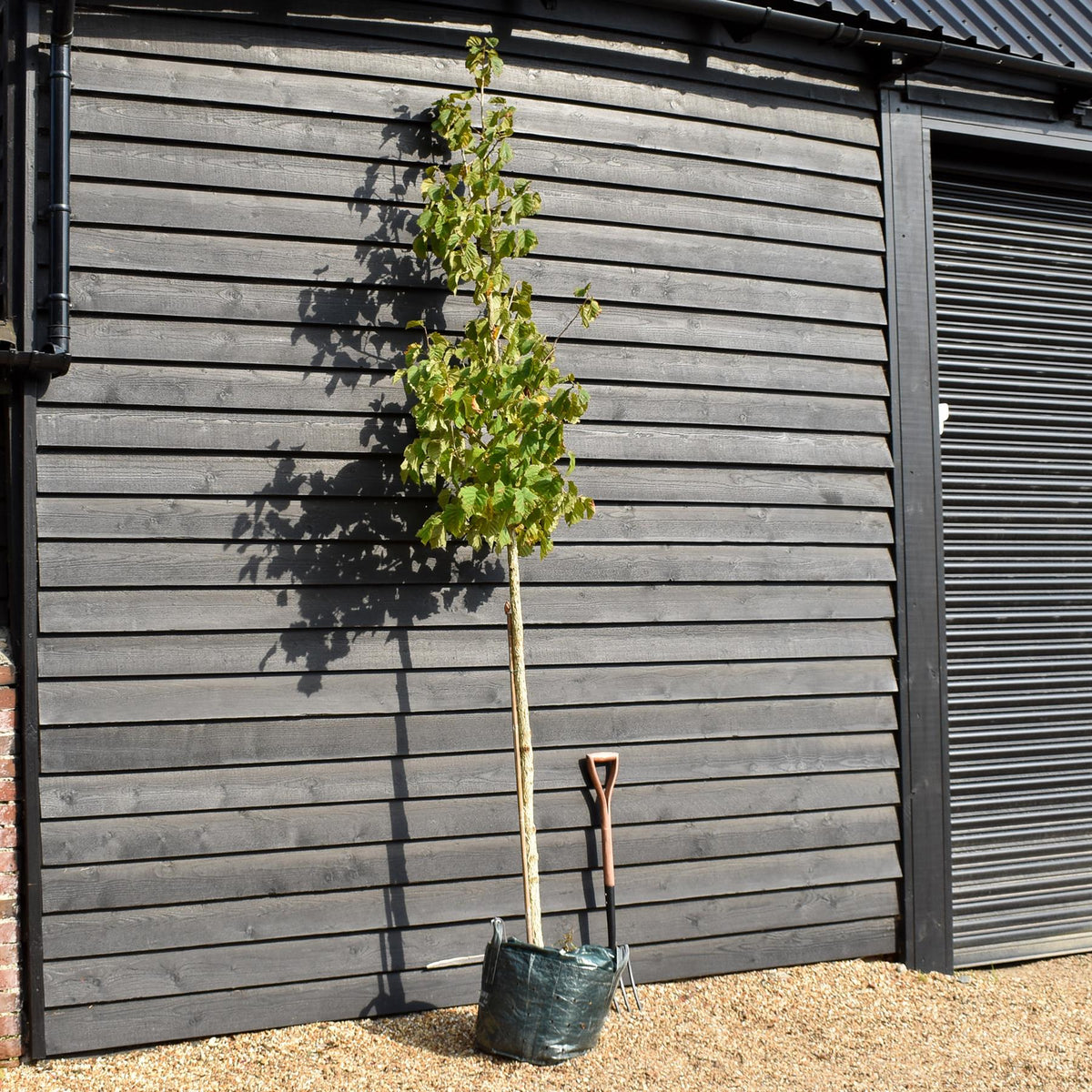 Corylus 'Colurna'| Turkish Hazel - Height 280-310cm - Girth 10-12cm - 45lt