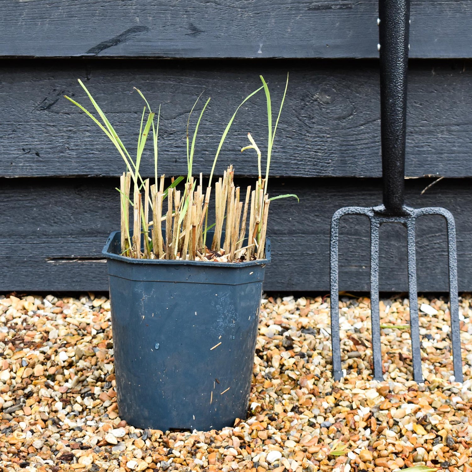 Miscanthus sinensis 'Kleine Silberspinne' | Eulalia 'Kleine Silberspinne' - Grass - Deciduous Perennial - 5lt