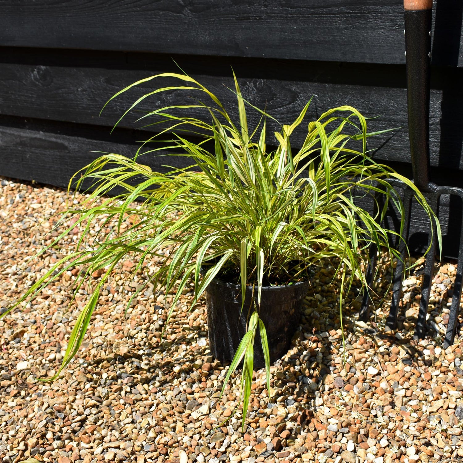 Hakonechloa macra 'Aureola' - Grass - Height 15-20cm - 2lt