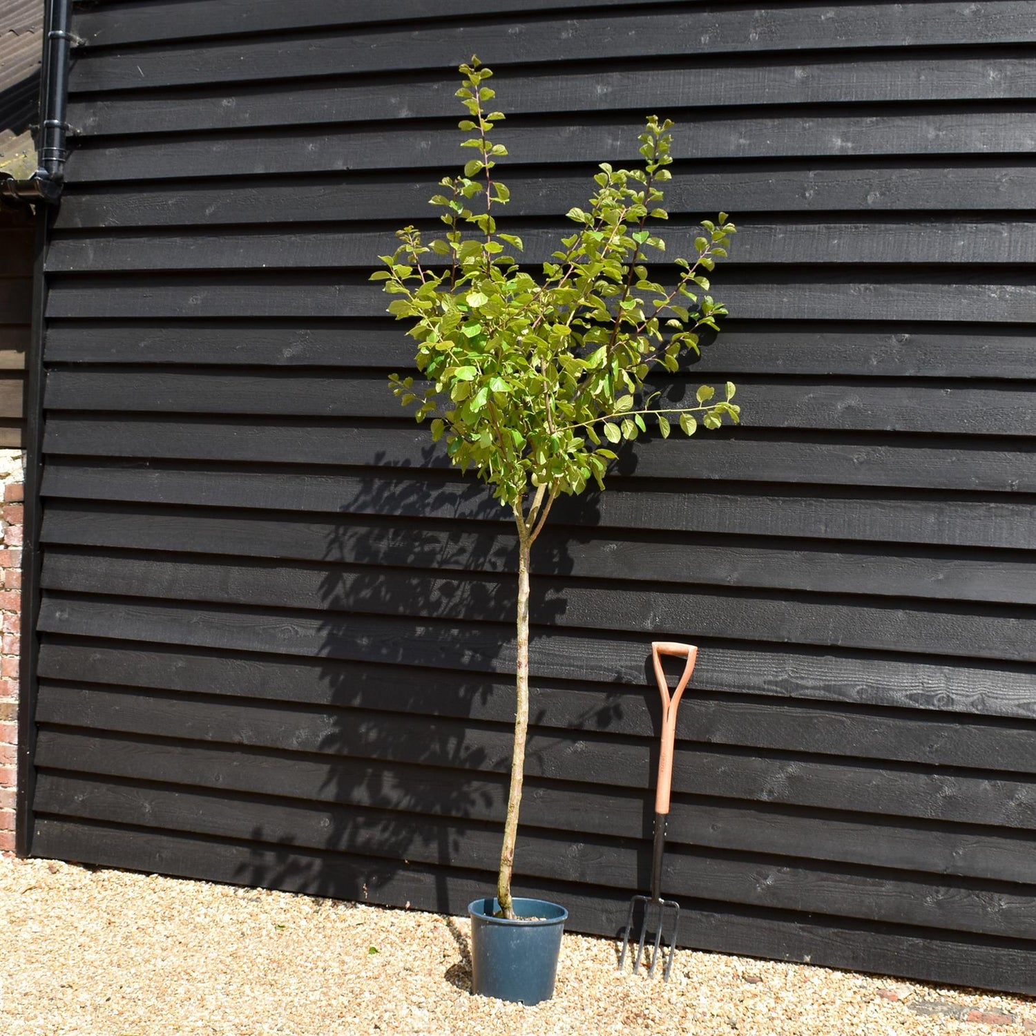 Plum tree 'Oullins Gage' | Prunus domestica - 150-160cm - 10lt