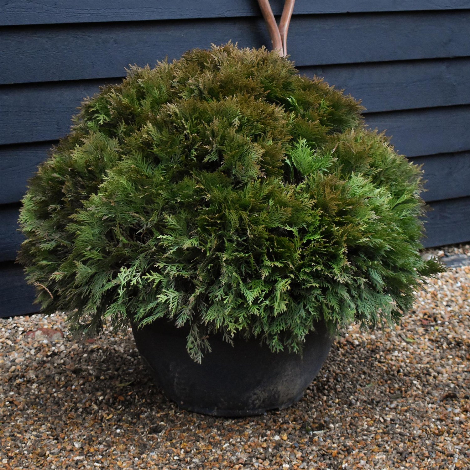 Thuja occidentalis Danica | White Cedar 'Danica' - Bowl - Height 50cm Width 80cm - 50lt
