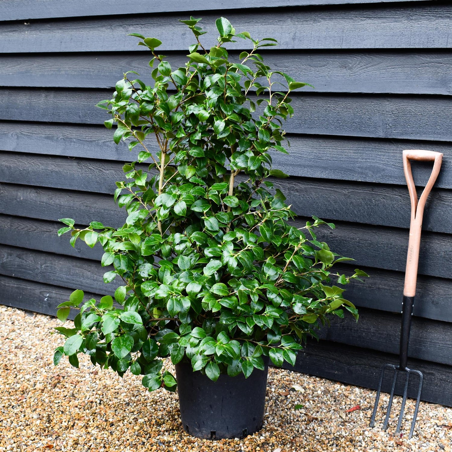 Camellia Lady Campbell - 80-100cm - 25lt