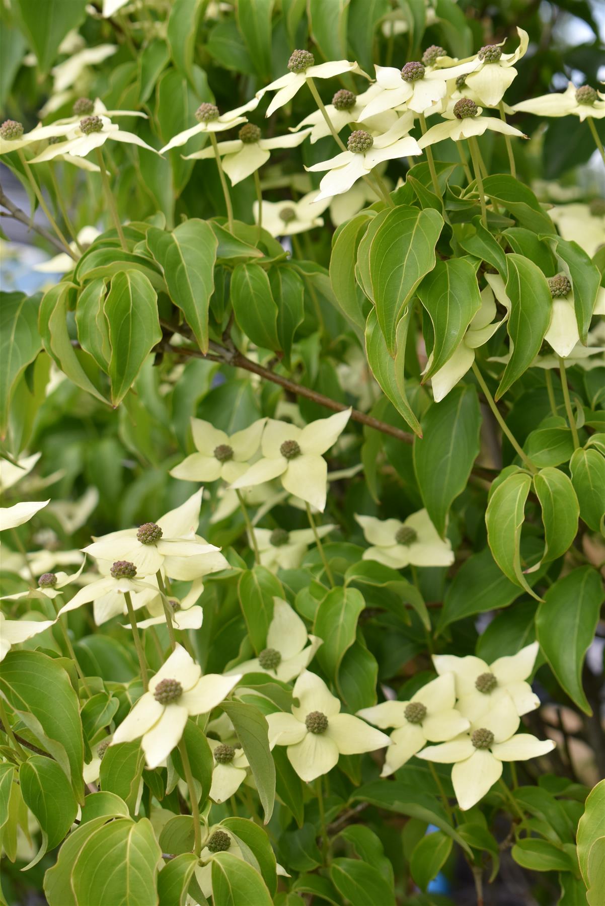 Cornus kousa 'Milky Way' | Dogwood - Bush - Large Shrub - Height 160-180cm - 90lt