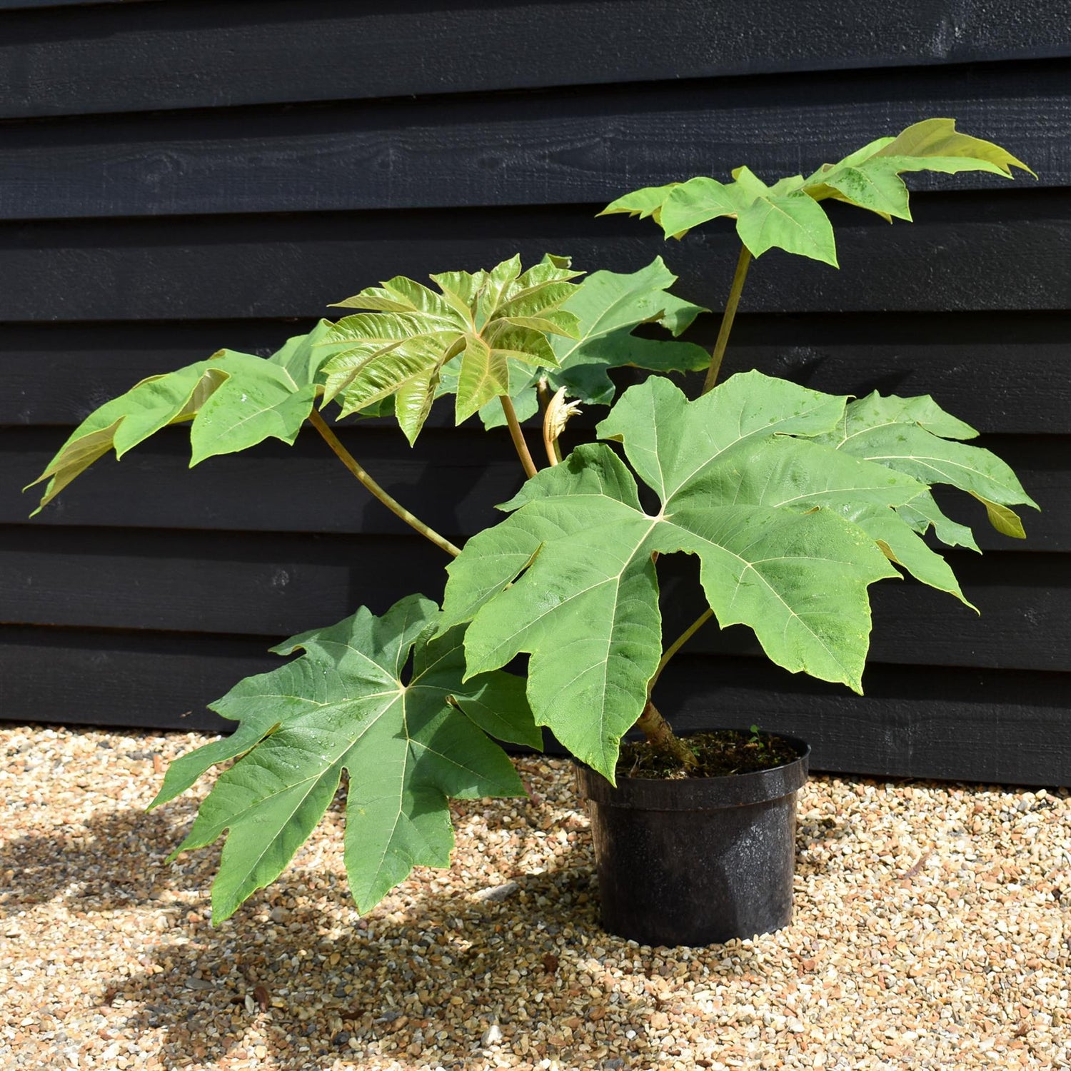 Tetrapanax papyrifera 'Rex' - Shrub - Height 30cm - 10lt