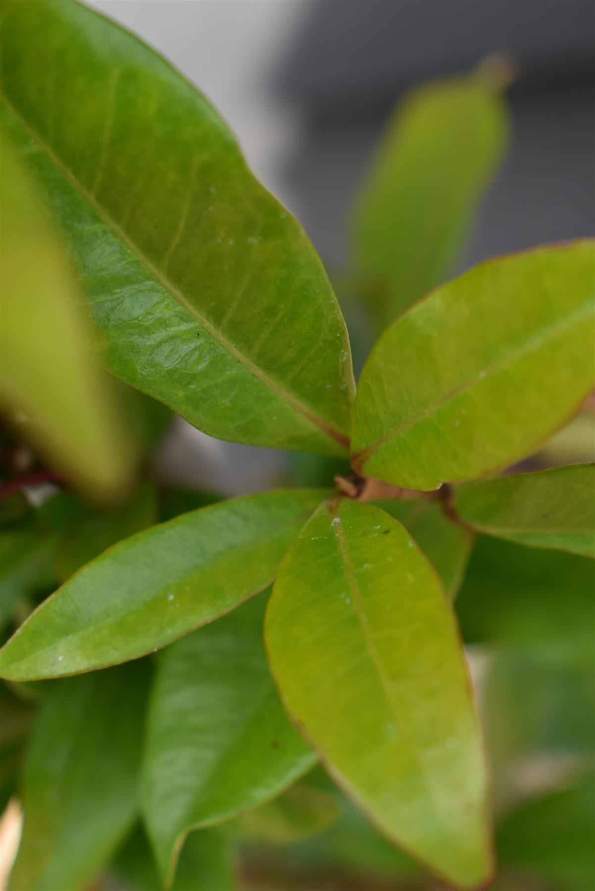 Trachelospermum Jasminoides 'Star of Toscana' - 60-90cm - 4lt