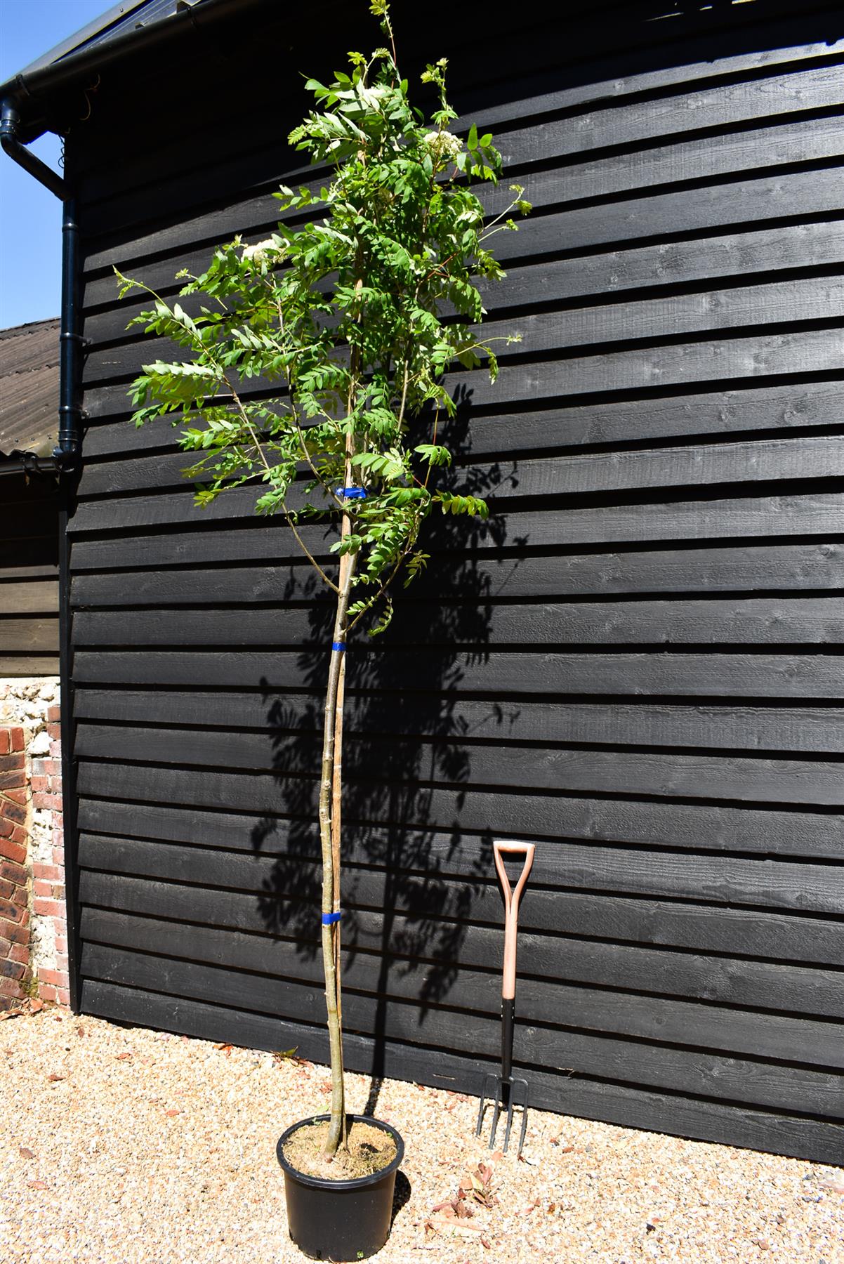 Rowan tree | Sorbus aucuparia | European Mountain Ash - Height 220-260cm - Girth 6-8cm - Pot Grown - 20lt