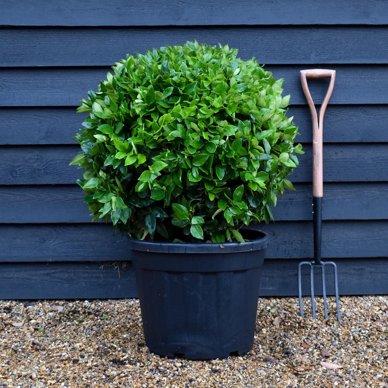 Japanese Privet tree | Ligustrum japonicum - Clear Stem 180cm - Height 220-260cm - Girth 8-10cm - 30lt