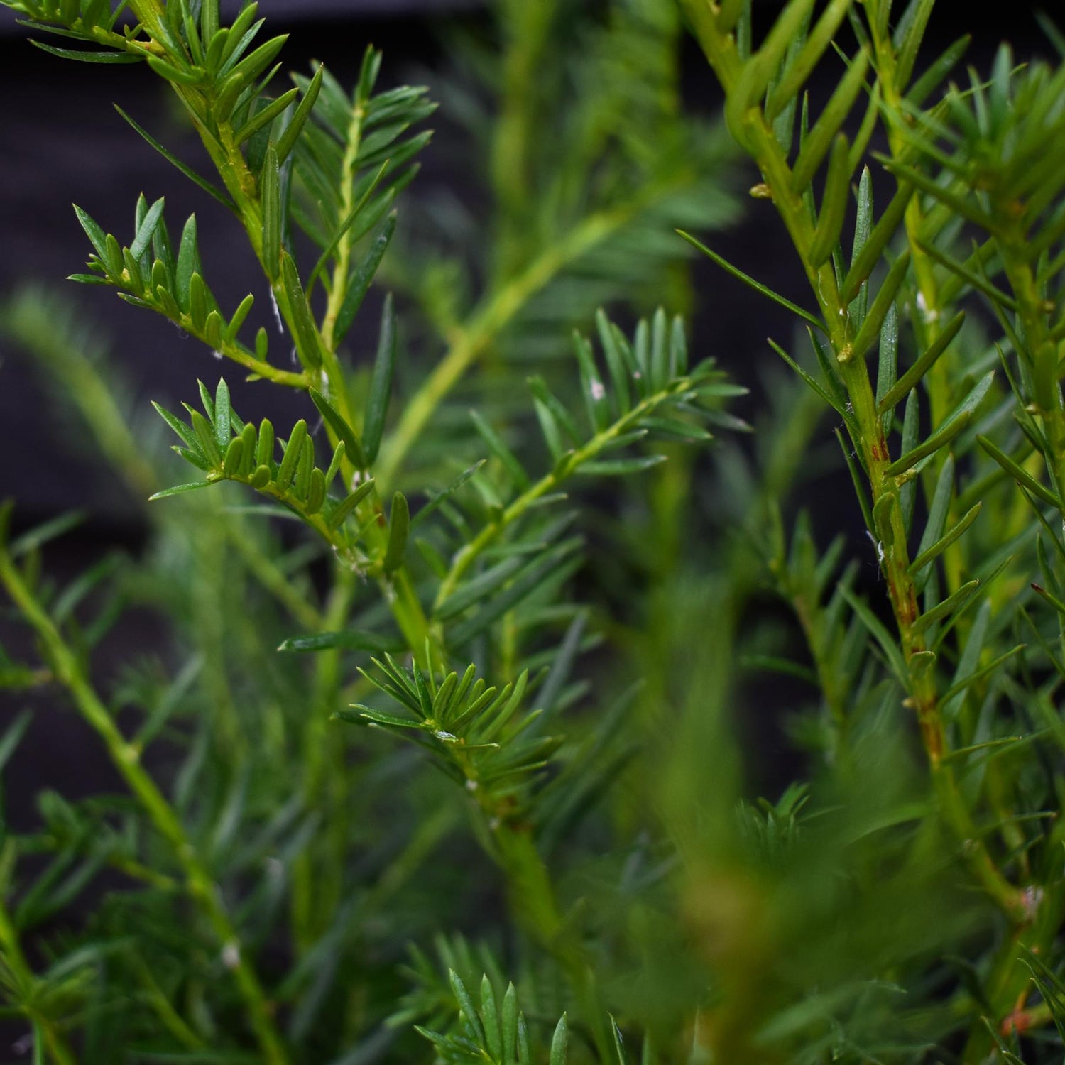 Yew | Taxus baccata - Height 90-100cm - 3lt