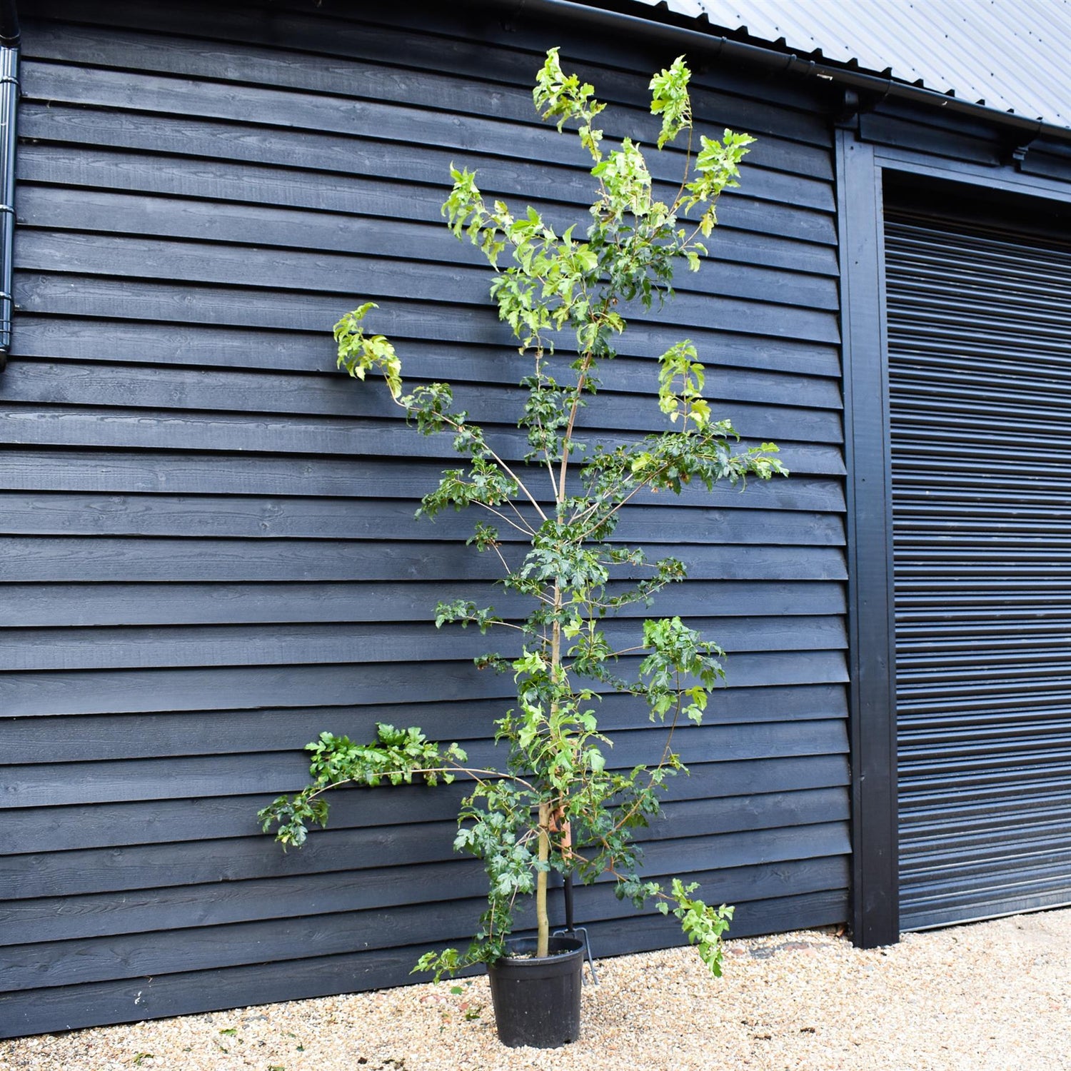 Amur maple | Acer tataricum ginnala - Height 220-280cm - Girth 6-8cm - 30lt