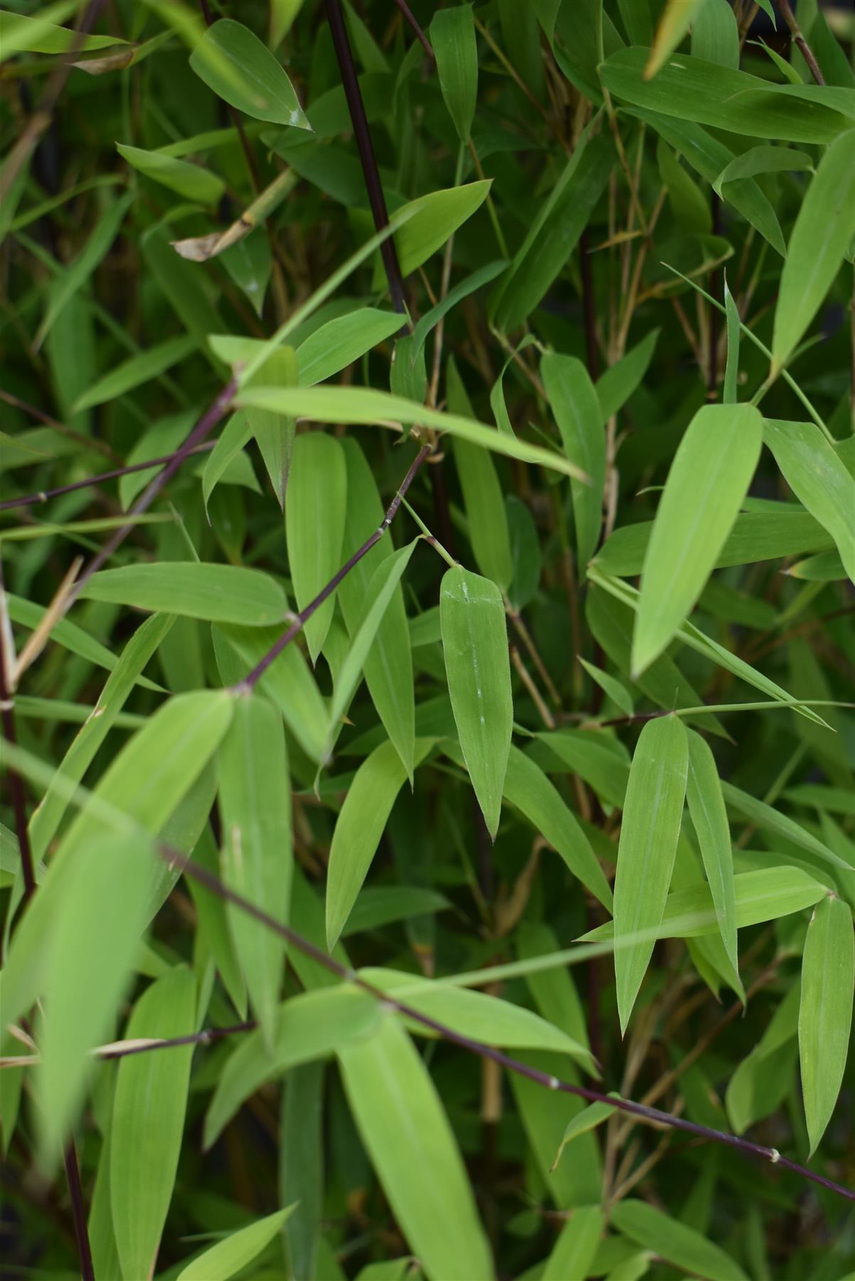 Fargesia nitida 'Volcano' | Volcano Bamboo - 140-160cm - 7.5lt