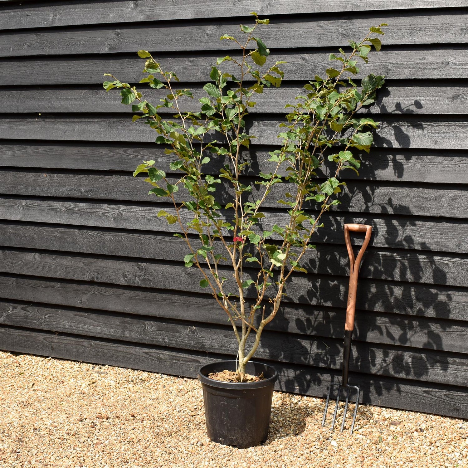 Hamamelis x intermedia 'Ruby Glow' | Witch hazel - Height 150cm - 25lt