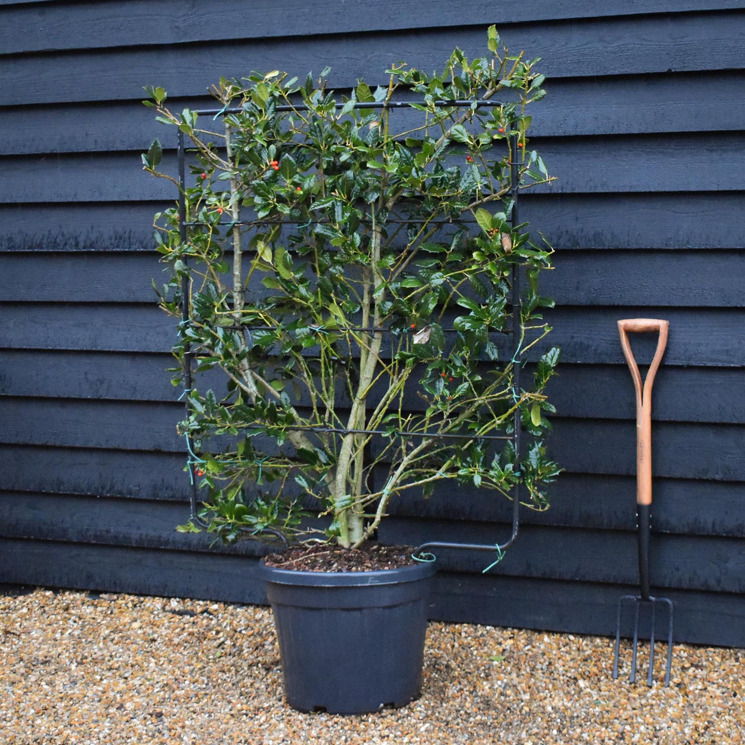 Ilex 'Nellie R. Stevens' | Holly 'Nellie R. Stevens' - Frame - 160-170cm, 45lt