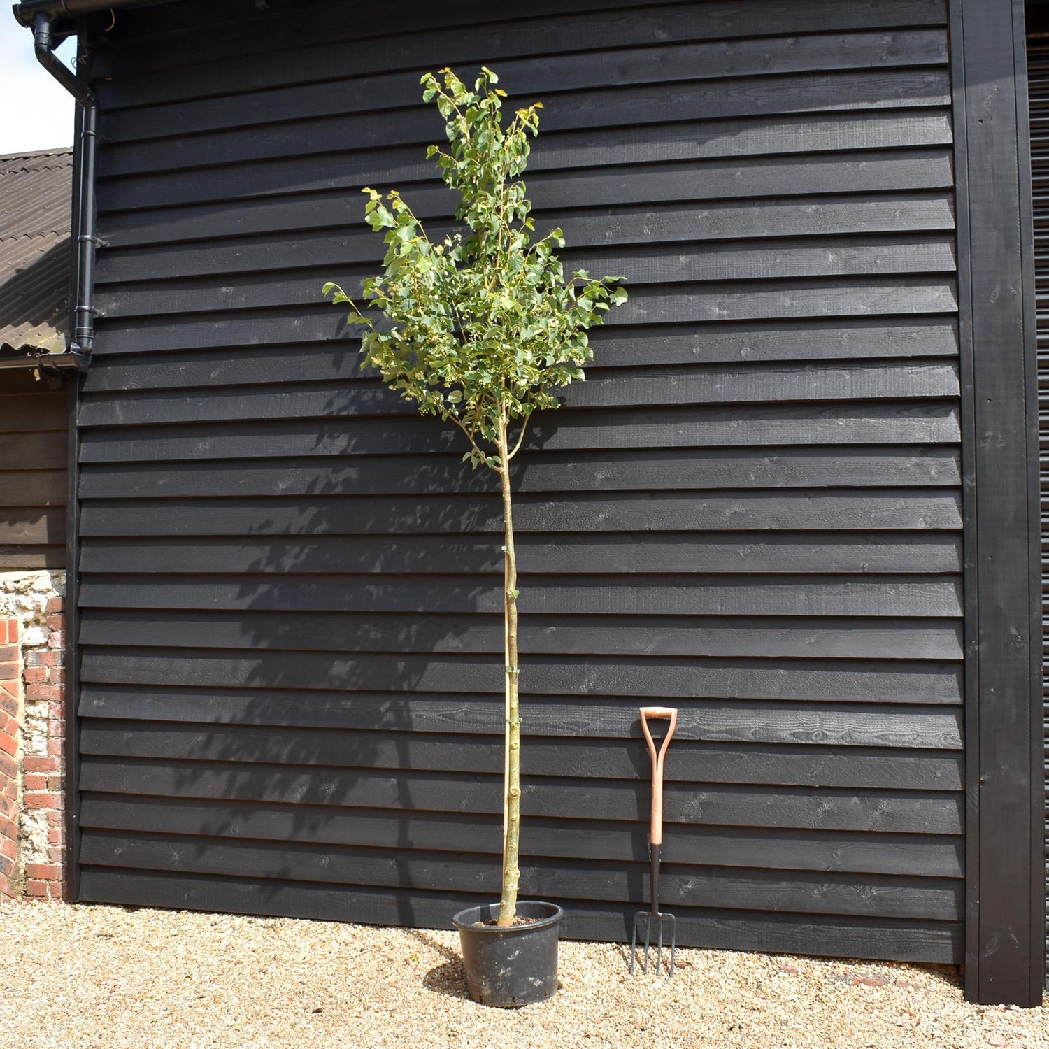 Small-Leaved Lime | Tilia cordata - Height 220-250cm - Girth 6-8cm - 30lt