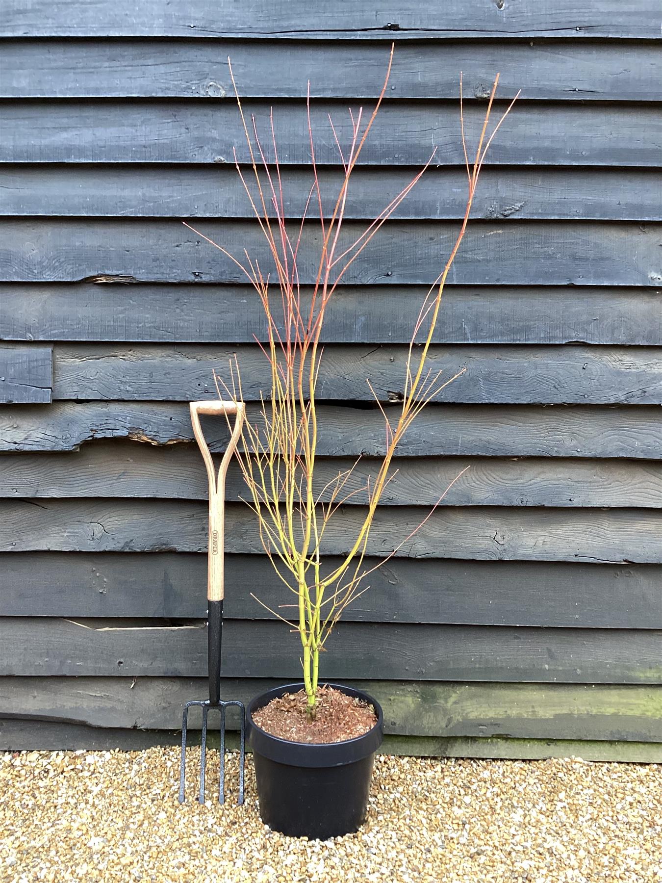 Acer palmatum 'Sango-kaku' | Red Bark Maple - 130-140cm - 15lt