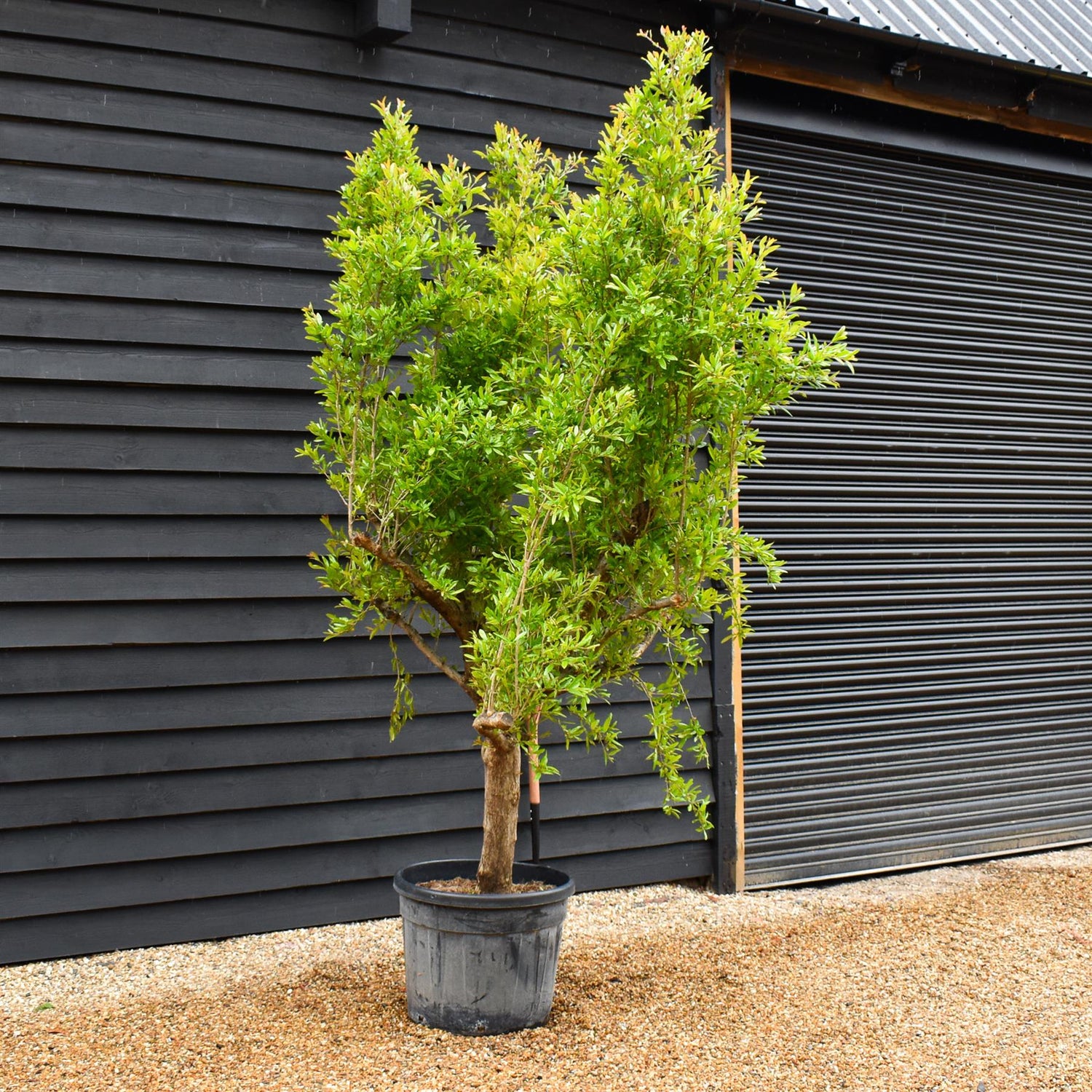 Punica granatum - Pomegranate - Girth 38-40cm - Height 200-220cm - 70lt