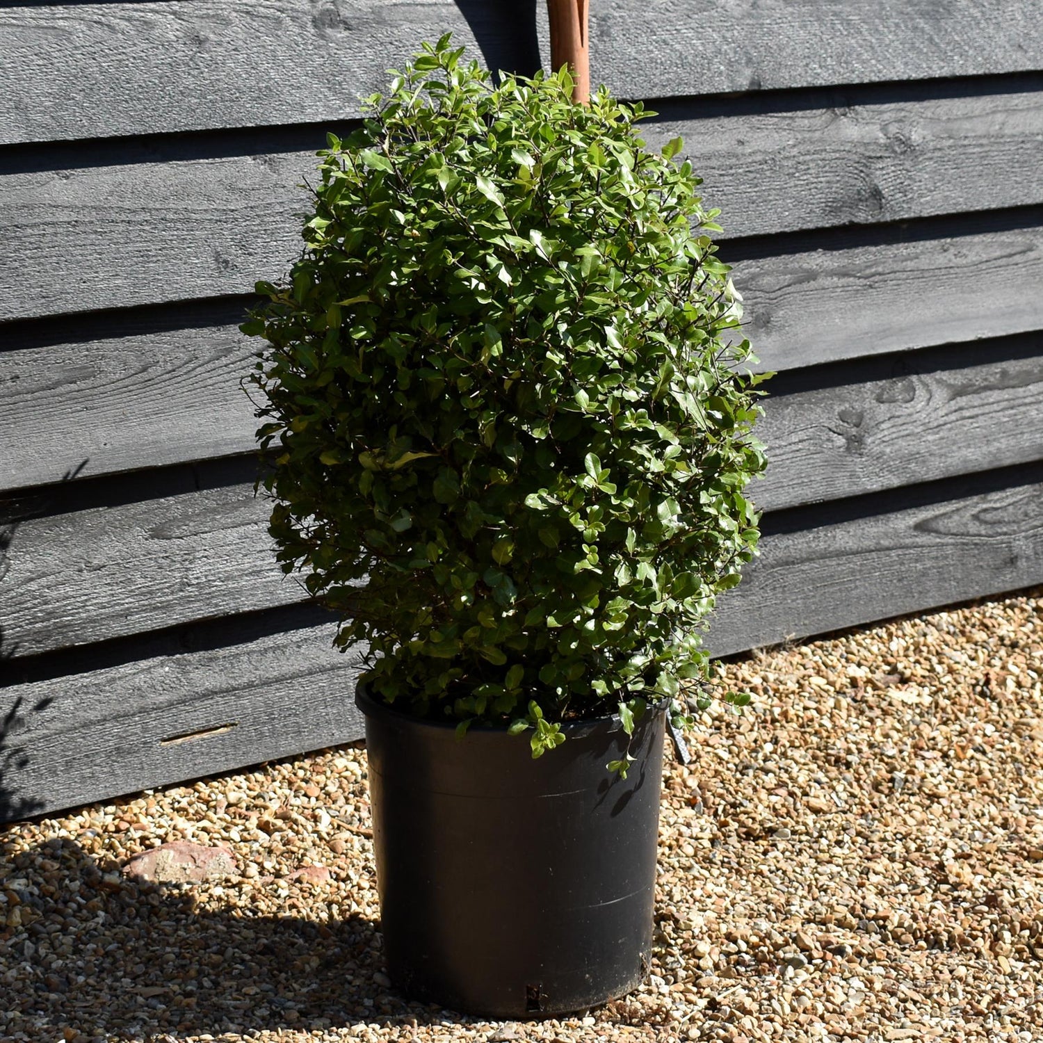 Pittosporum tenuifolium 'Golf Ball' - Height 50-60cm, 10lt